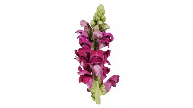 Close up Great Garden Snapdragon Dragon Plant Antirrhinum Majus Low-poly 3D model