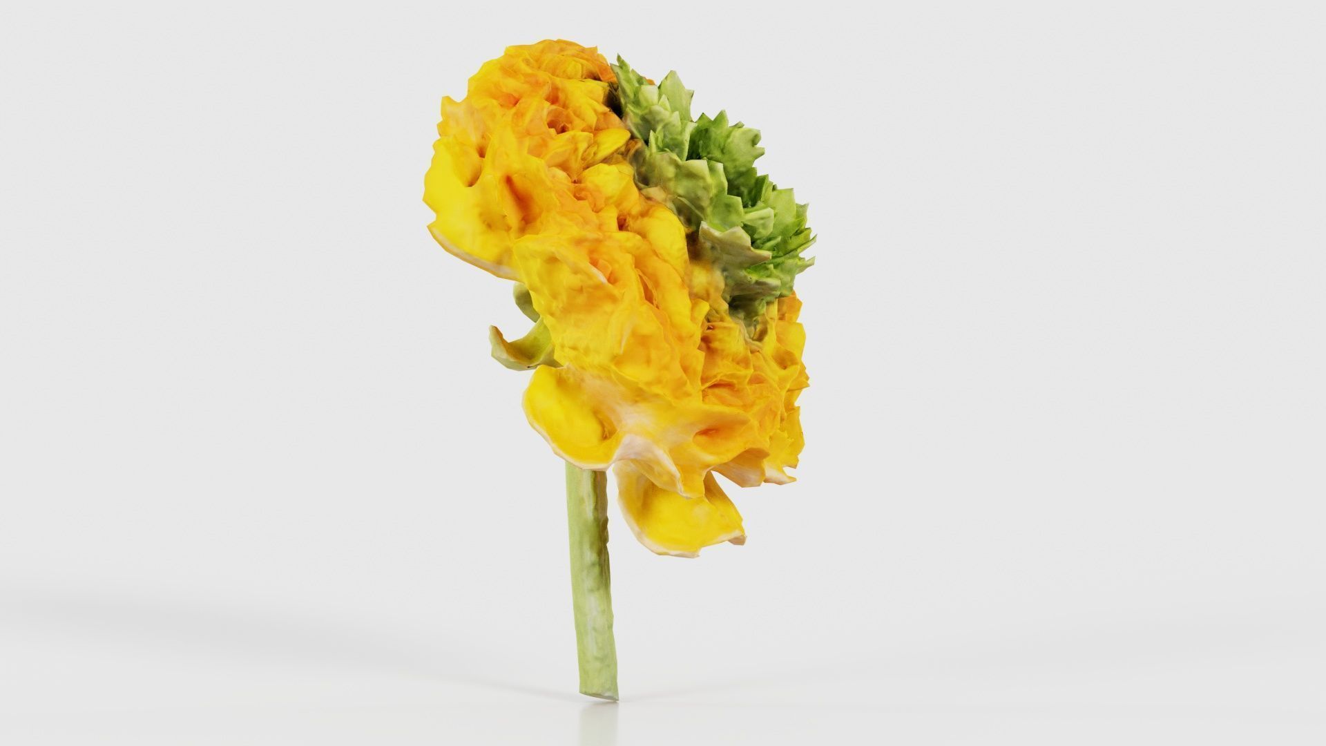 Close up Persian Buttercup Carden Crowfoot Ranunculus Asiaticus Low-poly 3D model_17