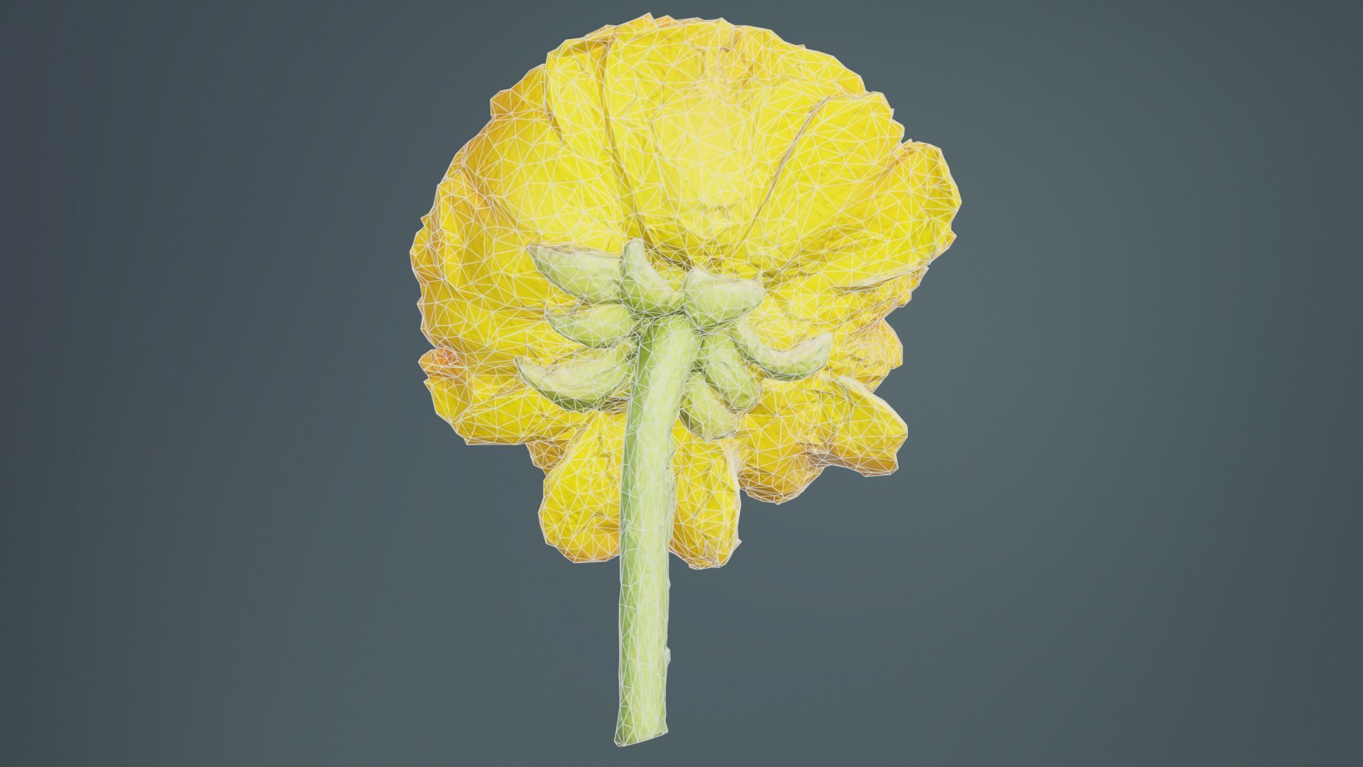 Close up Persian Buttercup Carden Crowfoot Ranunculus Asiaticus Low-poly 3D model_10