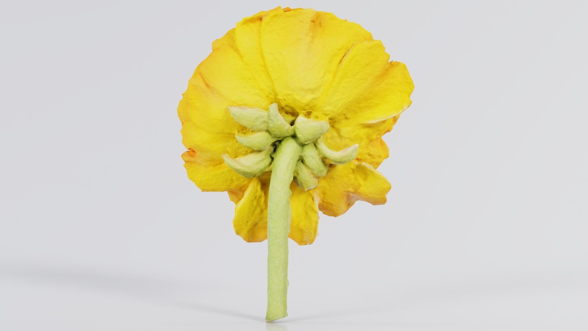 Close up Persian Buttercup Carden Crowfoot Ranunculus Asiaticus Low-poly 3D model_3