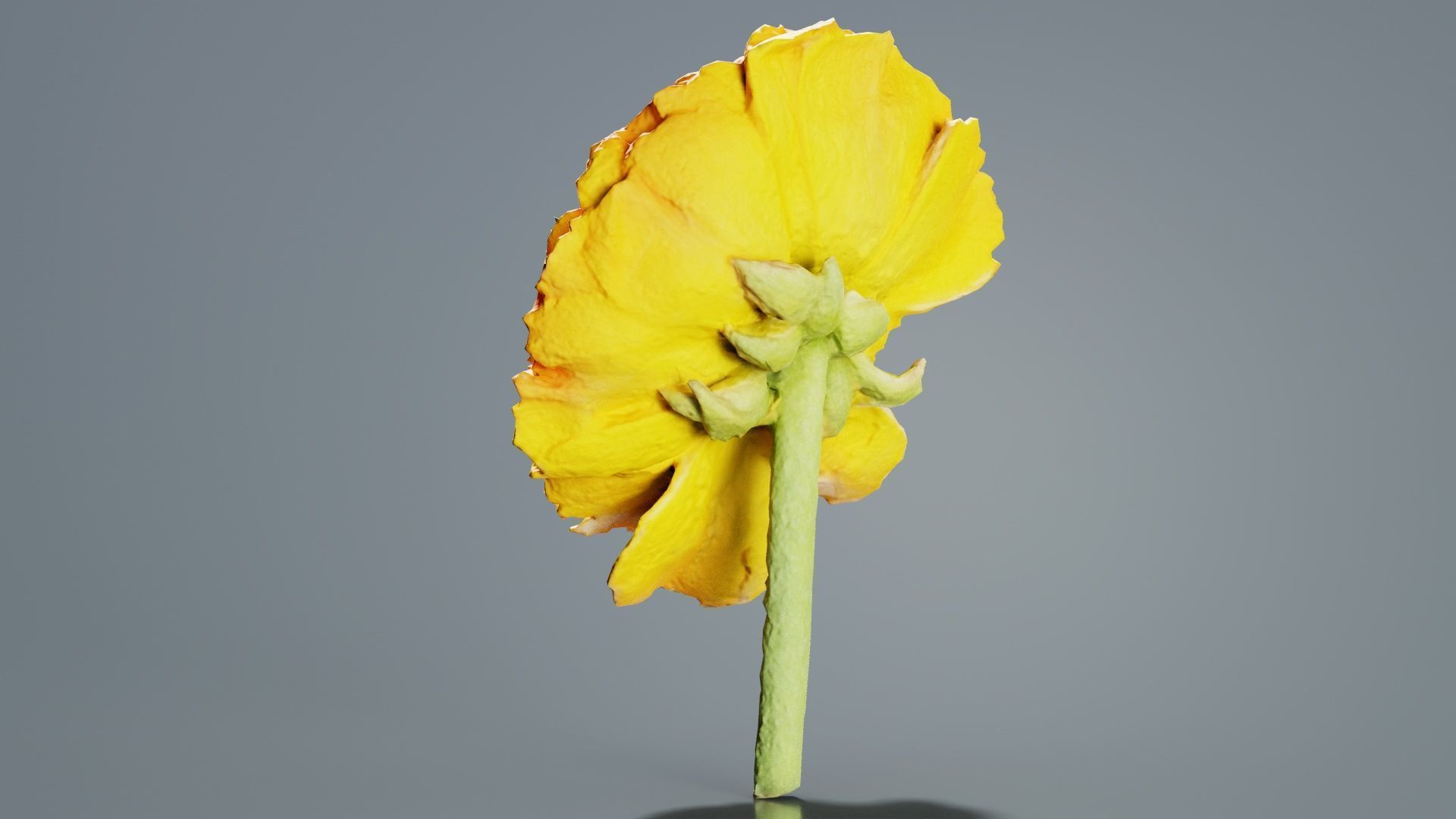 Close up Persian Buttercup Carden Crowfoot Ranunculus Asiaticus Low-poly 3D model_8