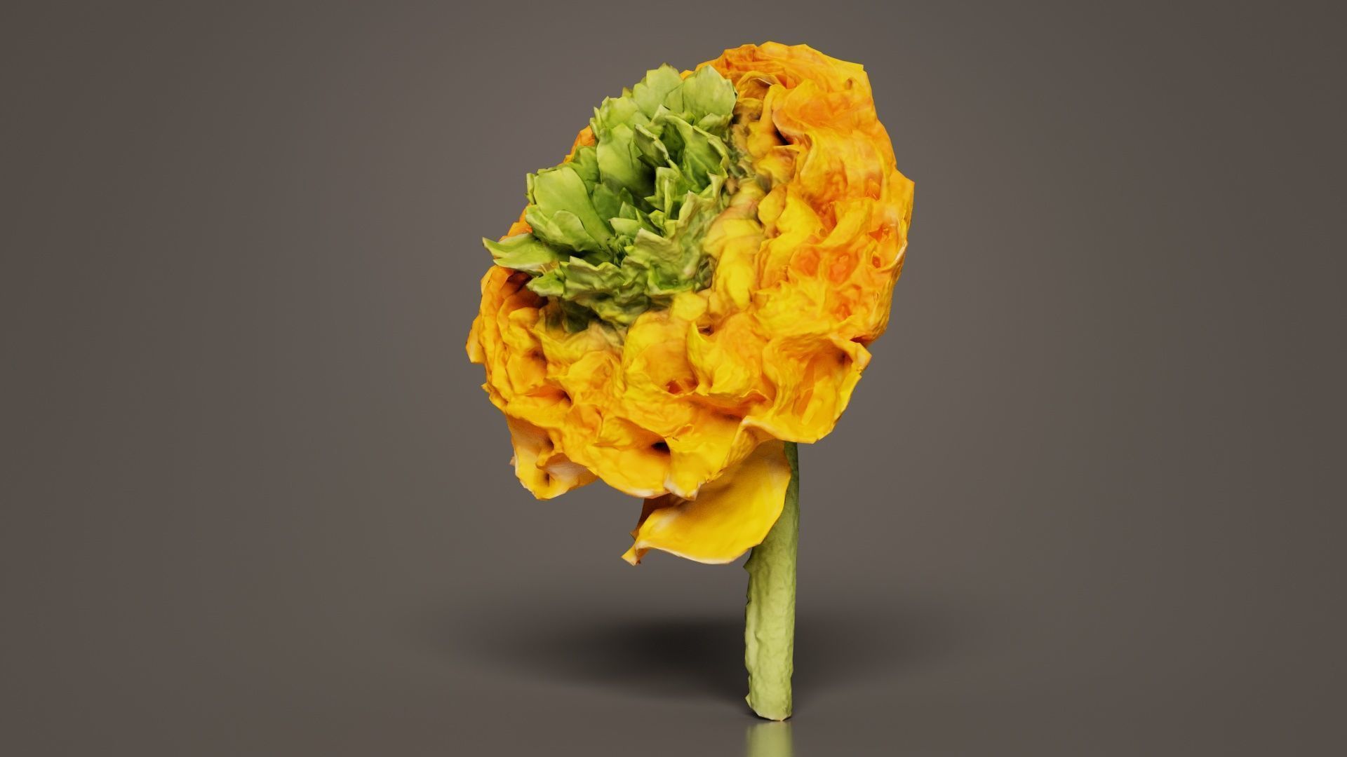 Close up Persian Buttercup Carden Crowfoot Ranunculus Asiaticus Low-poly 3D model_7