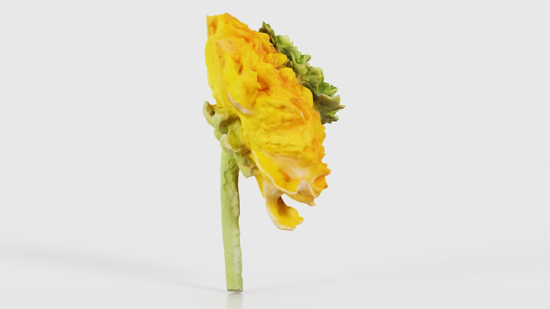 Close up Persian Buttercup Carden Crowfoot Ranunculus Asiaticus Low-poly 3D model_18