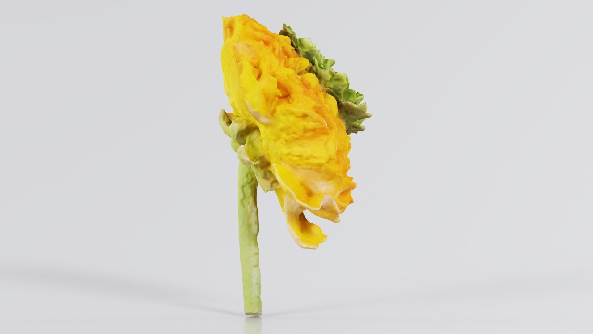 Close up Persian Buttercup Carden Crowfoot Ranunculus Asiaticus Low-poly 3D model_6