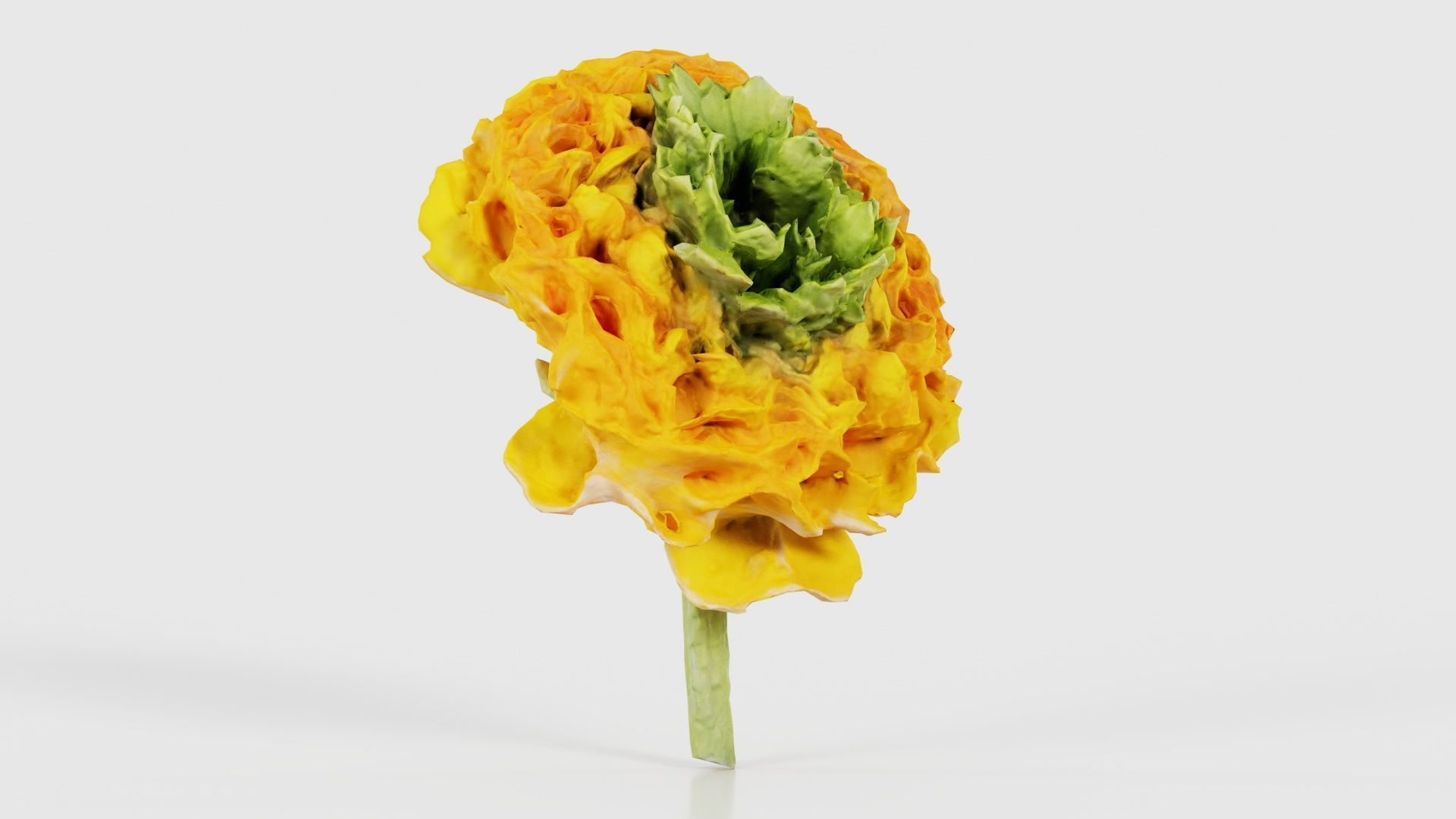 Close up Persian Buttercup Carden Crowfoot Ranunculus Asiaticus Low-poly 3D model_16
