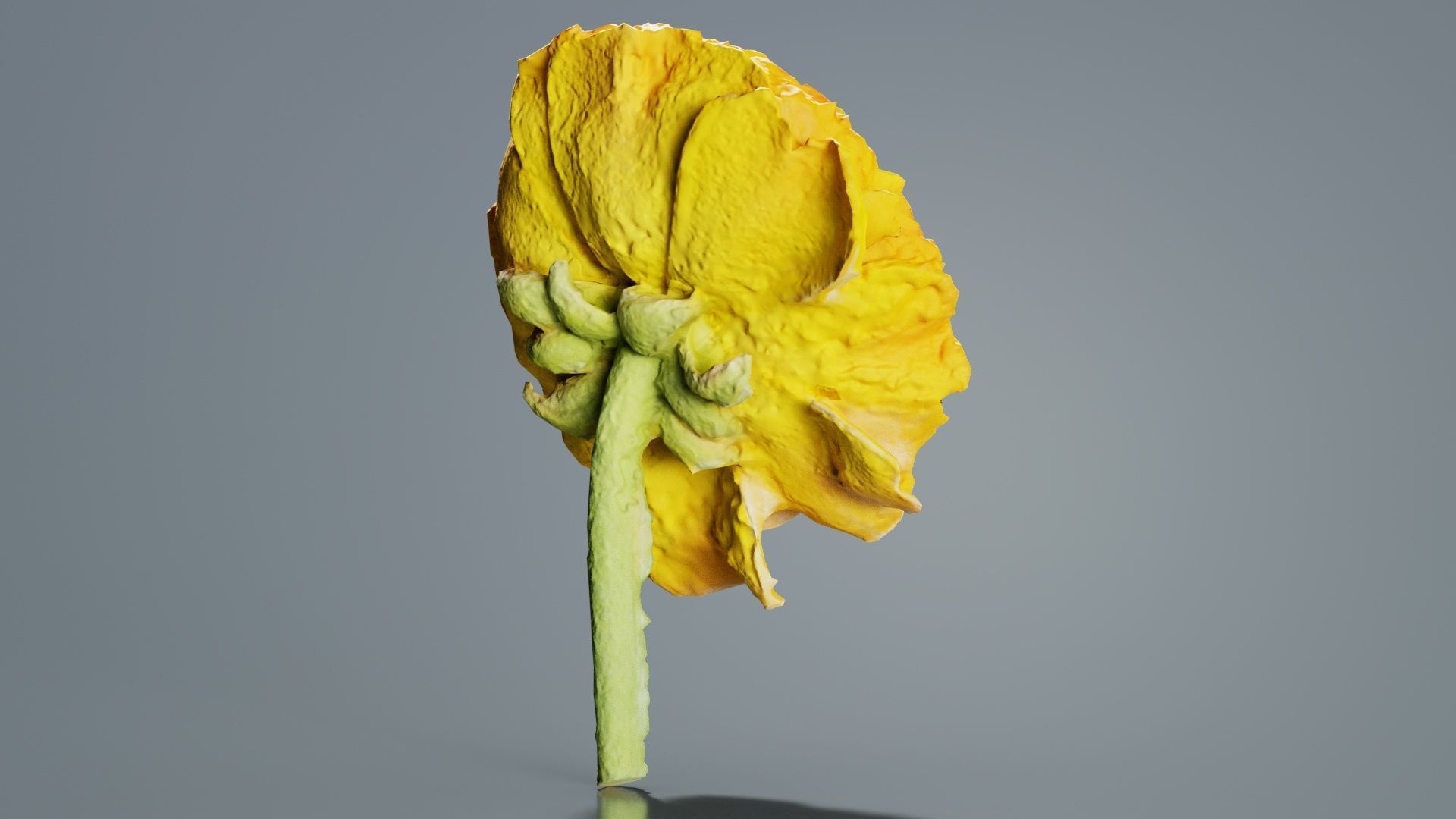 Close up Persian Buttercup Carden Crowfoot Ranunculus Asiaticus Low-poly 3D model_5