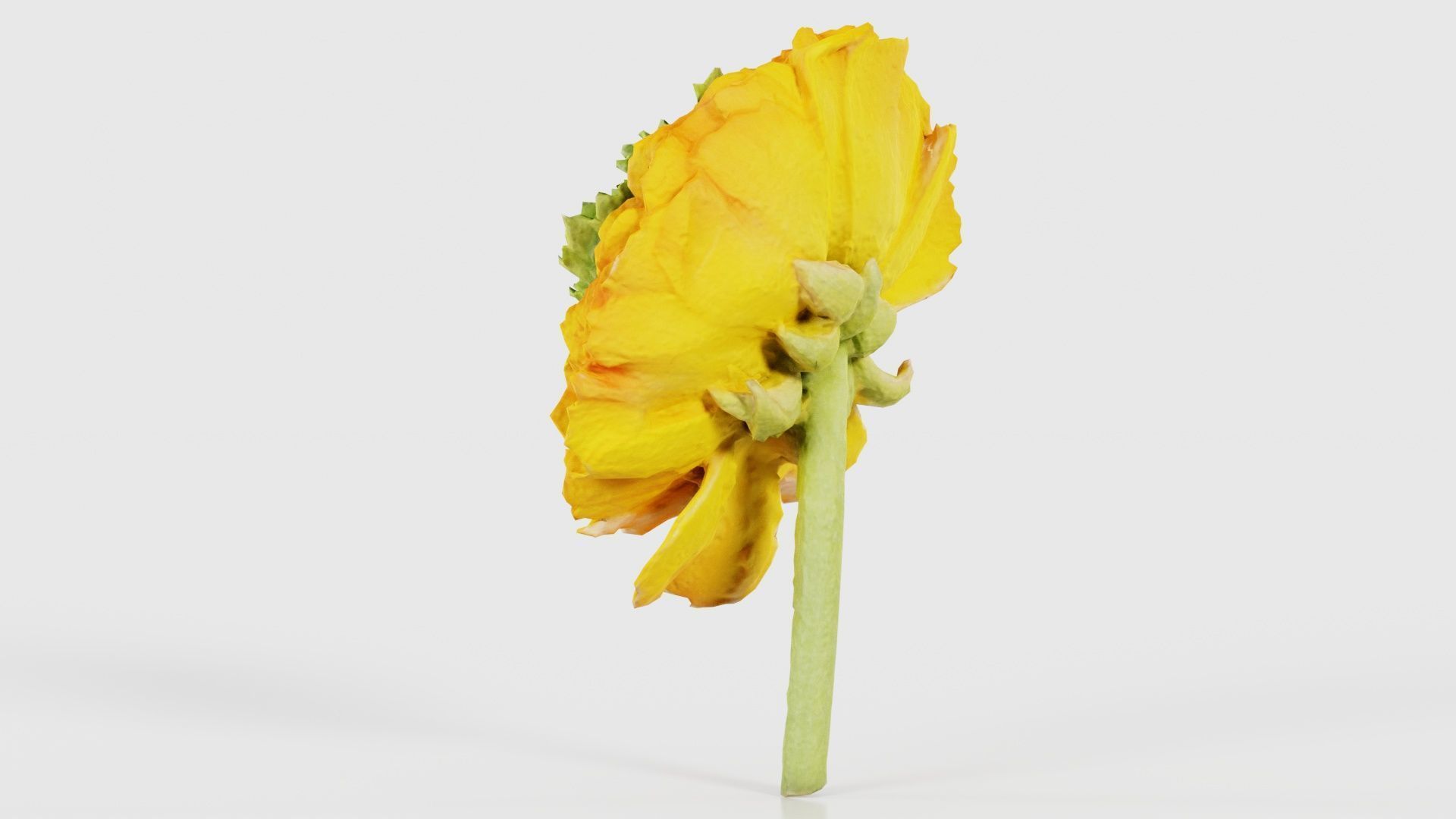 Close up Persian Buttercup Carden Crowfoot Ranunculus Asiaticus Low-poly 3D model_23