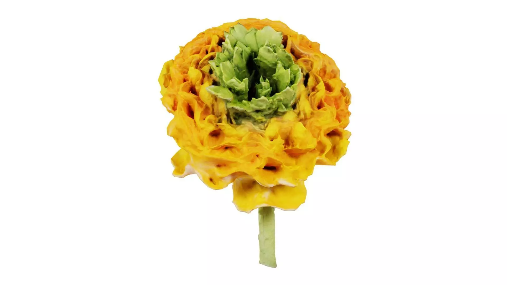 Close up Persian Buttercup Carden Crowfoot Ranunculus Asiaticus Low-poly 3D model_0
