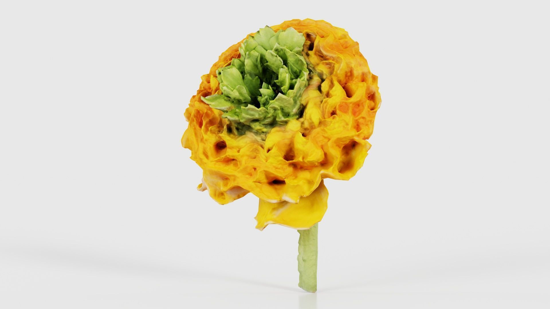 Close up Persian Buttercup Carden Crowfoot Ranunculus Asiaticus Low-poly 3D model_26
