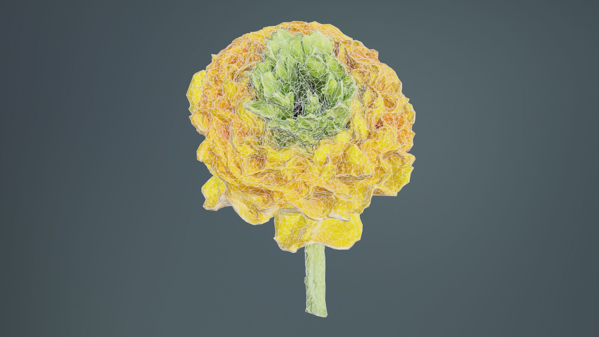 Close up Persian Buttercup Carden Crowfoot Ranunculus Asiaticus Low-poly 3D model_9