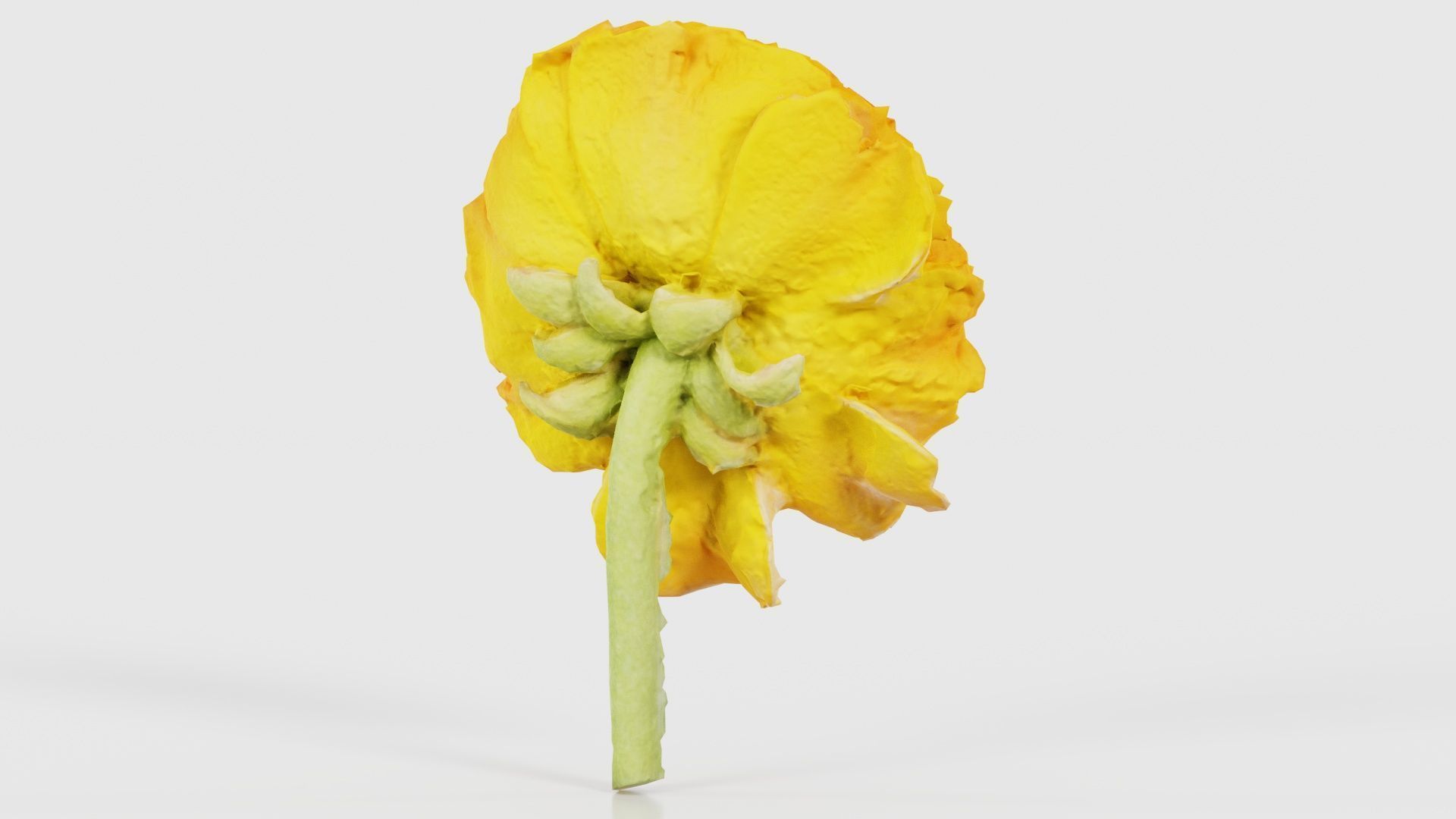 Close up Persian Buttercup Carden Crowfoot Ranunculus Asiaticus Low-poly 3D model_20