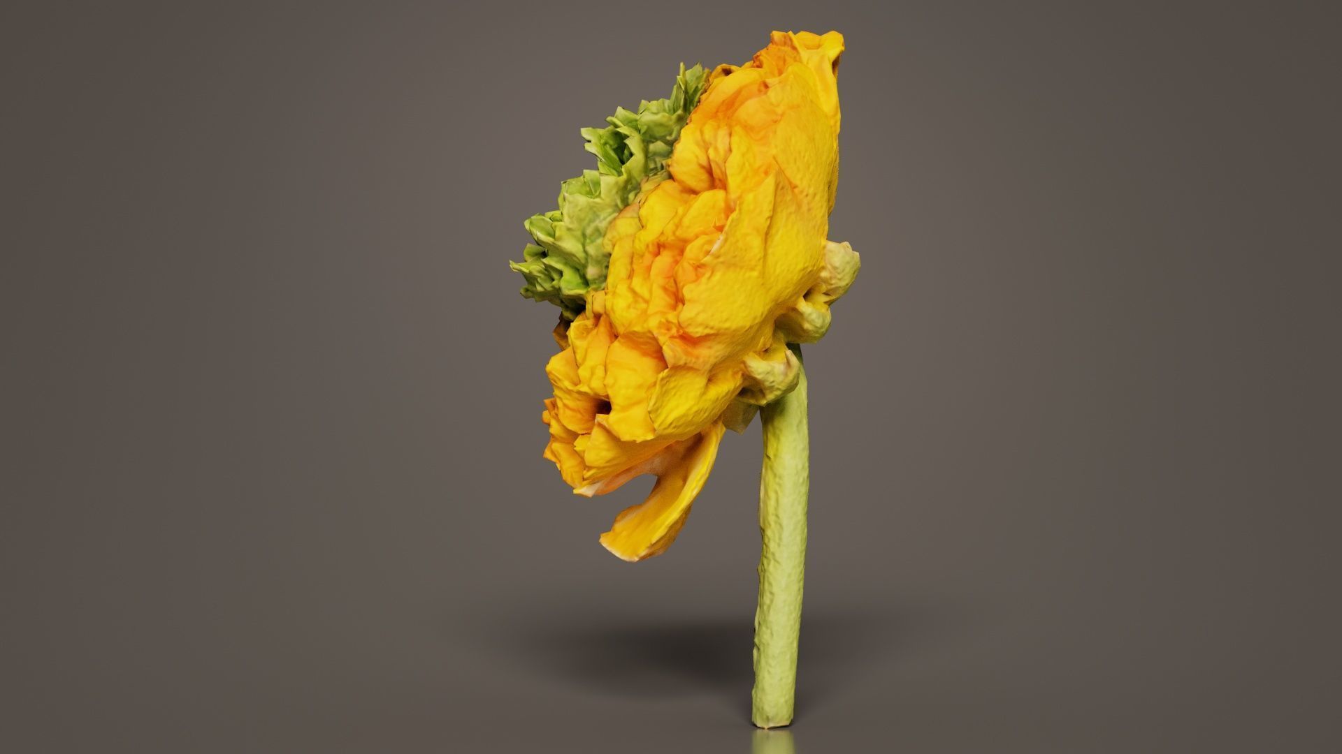 Close up Persian Buttercup Carden Crowfoot Ranunculus Asiaticus Low-poly 3D model_4