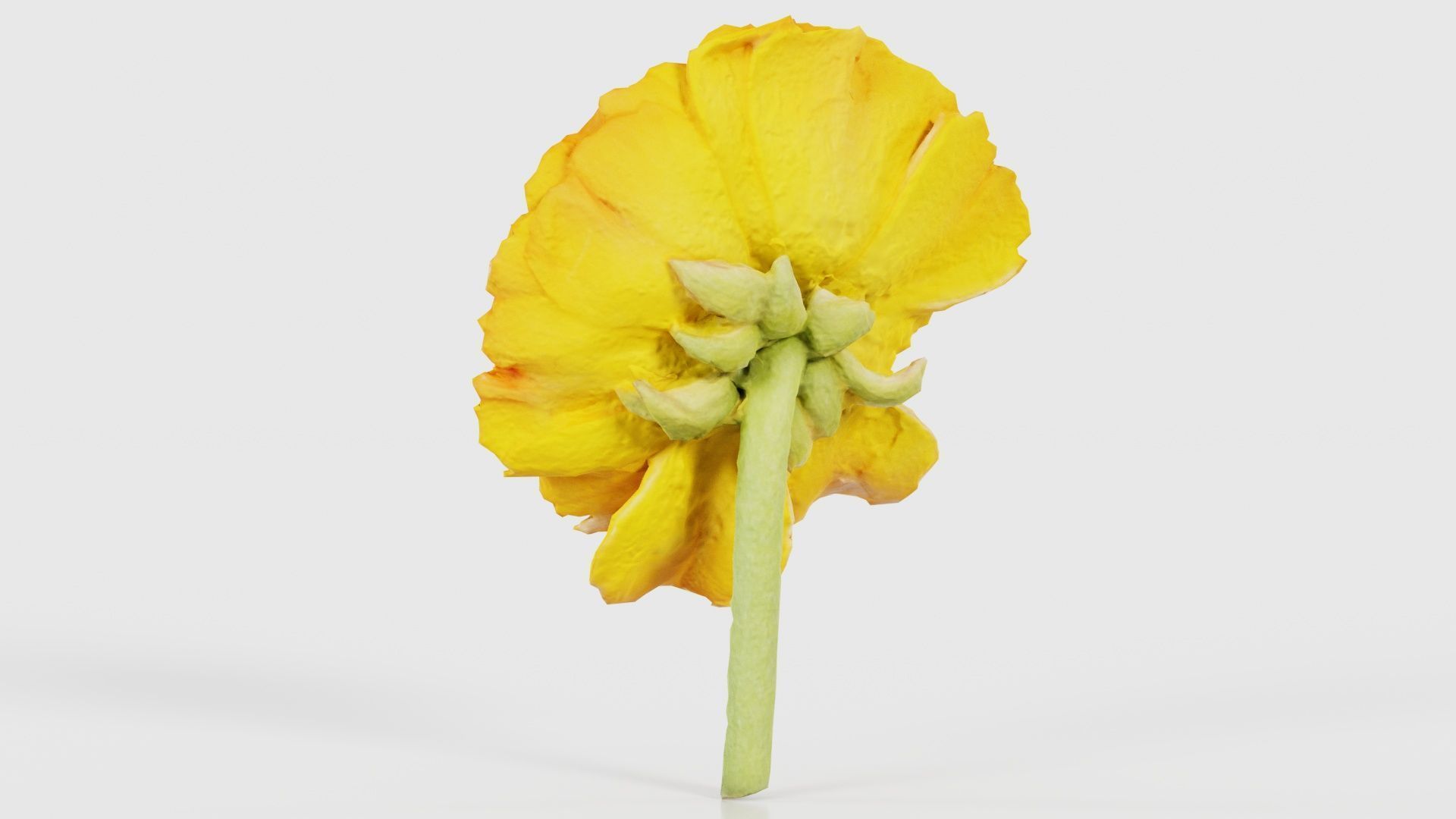 Close up Persian Buttercup Carden Crowfoot Ranunculus Asiaticus Low-poly 3D model_22