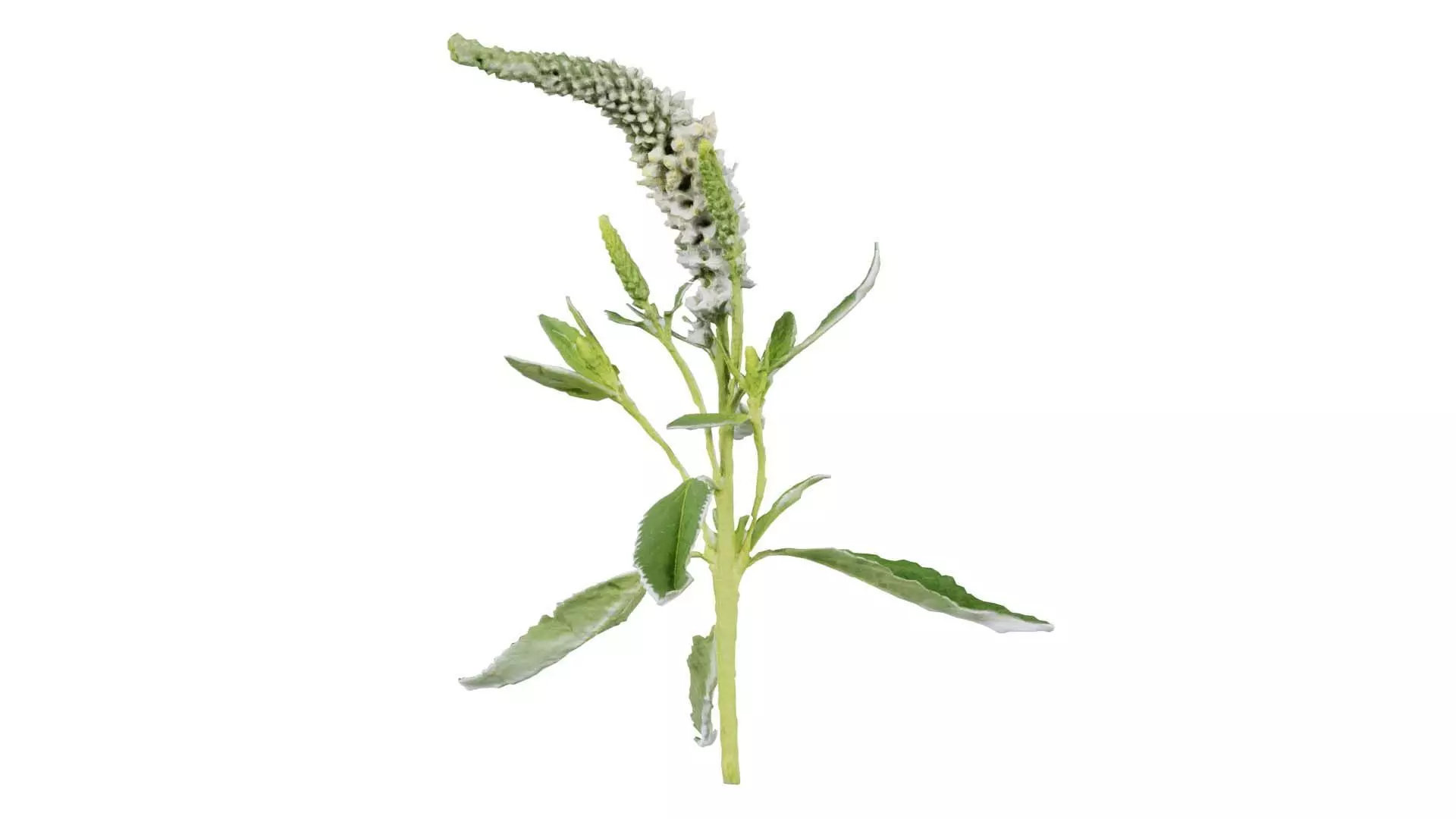 Close up Spiked Speedwell Veronica Spicata Low-poly 3D model