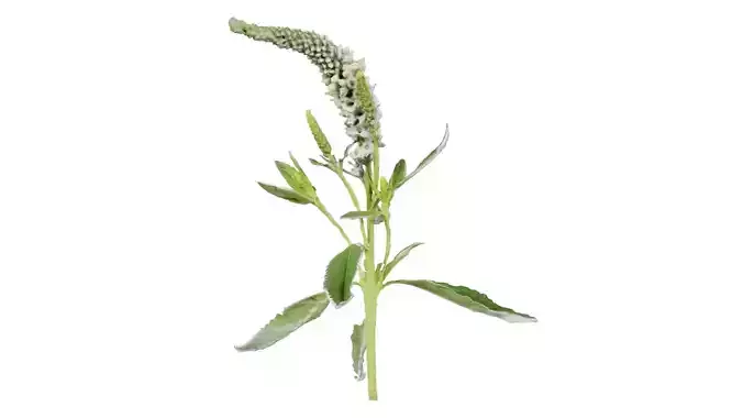 Close up Spiked Speedwell Veronica Spicata Low-poly 3D model