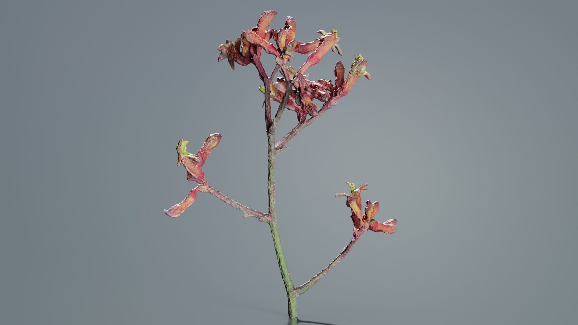 Close up Tall Kangaroo Paw Australian Sword Lily Anigozanthos... Low-poly 3D model_8