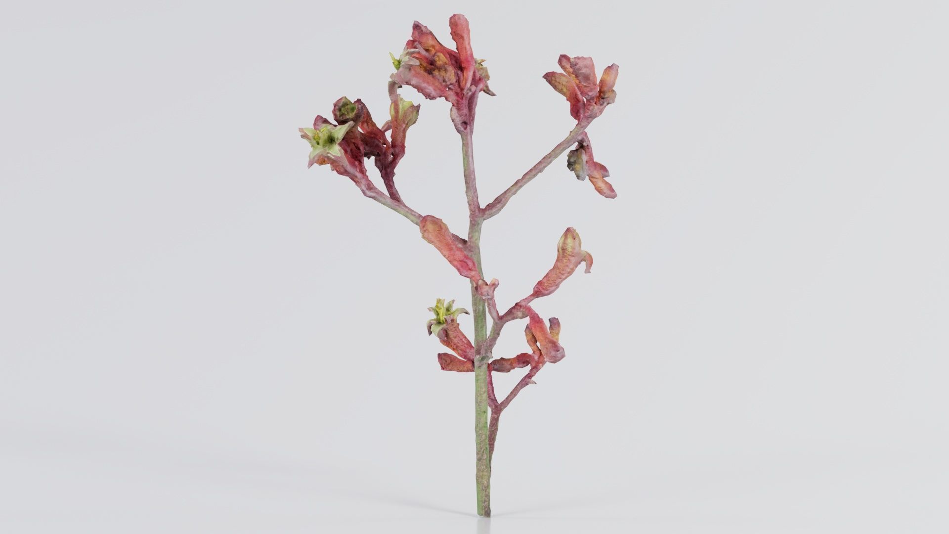 Close up Tall Kangaroo Paw Australian Sword Lily Anigozanthos... Low-poly 3D model_3