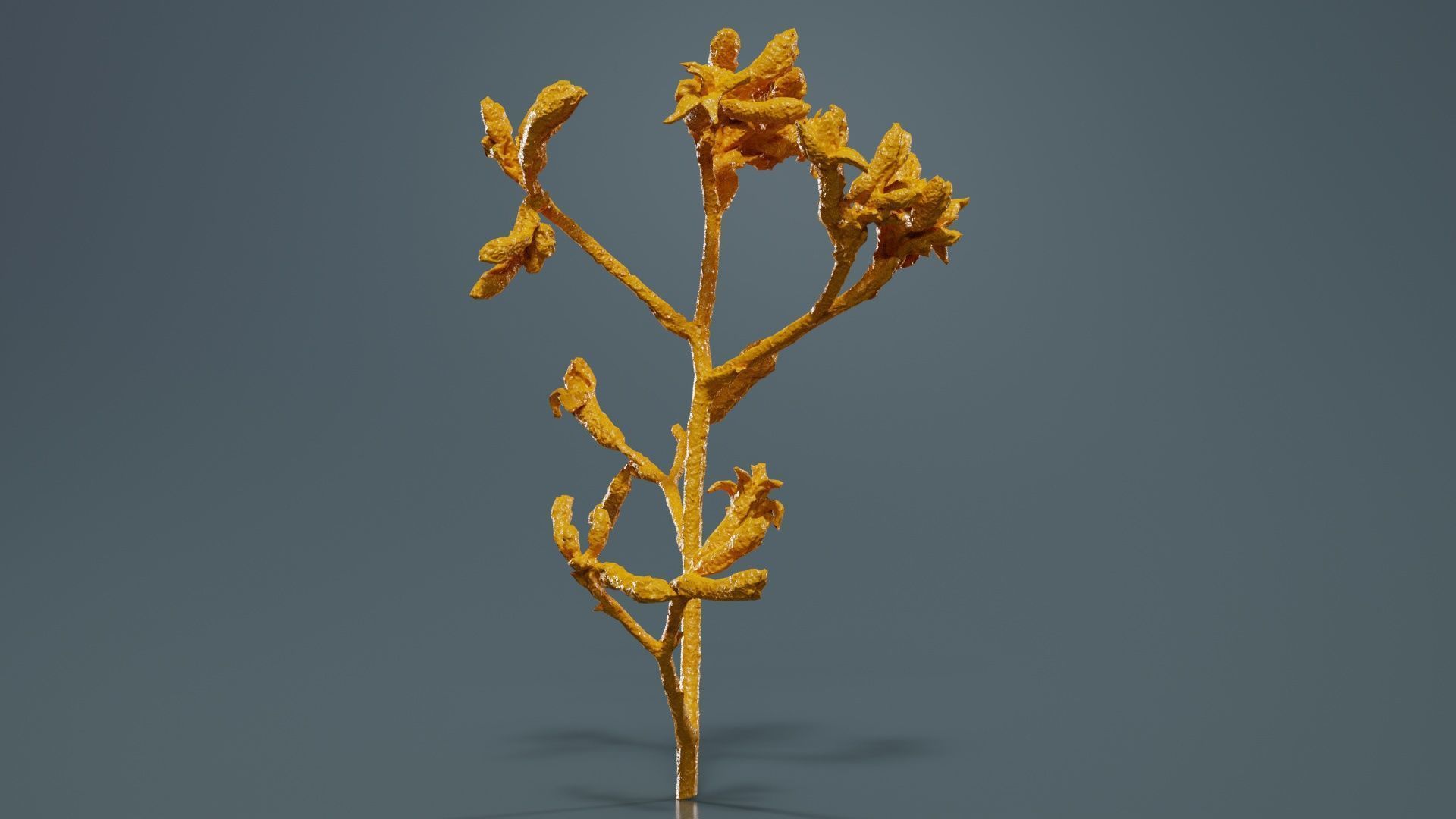 Close up Tall Kangaroo Paw Australian Sword Lily Anigozanthos... Low-poly 3D model_13