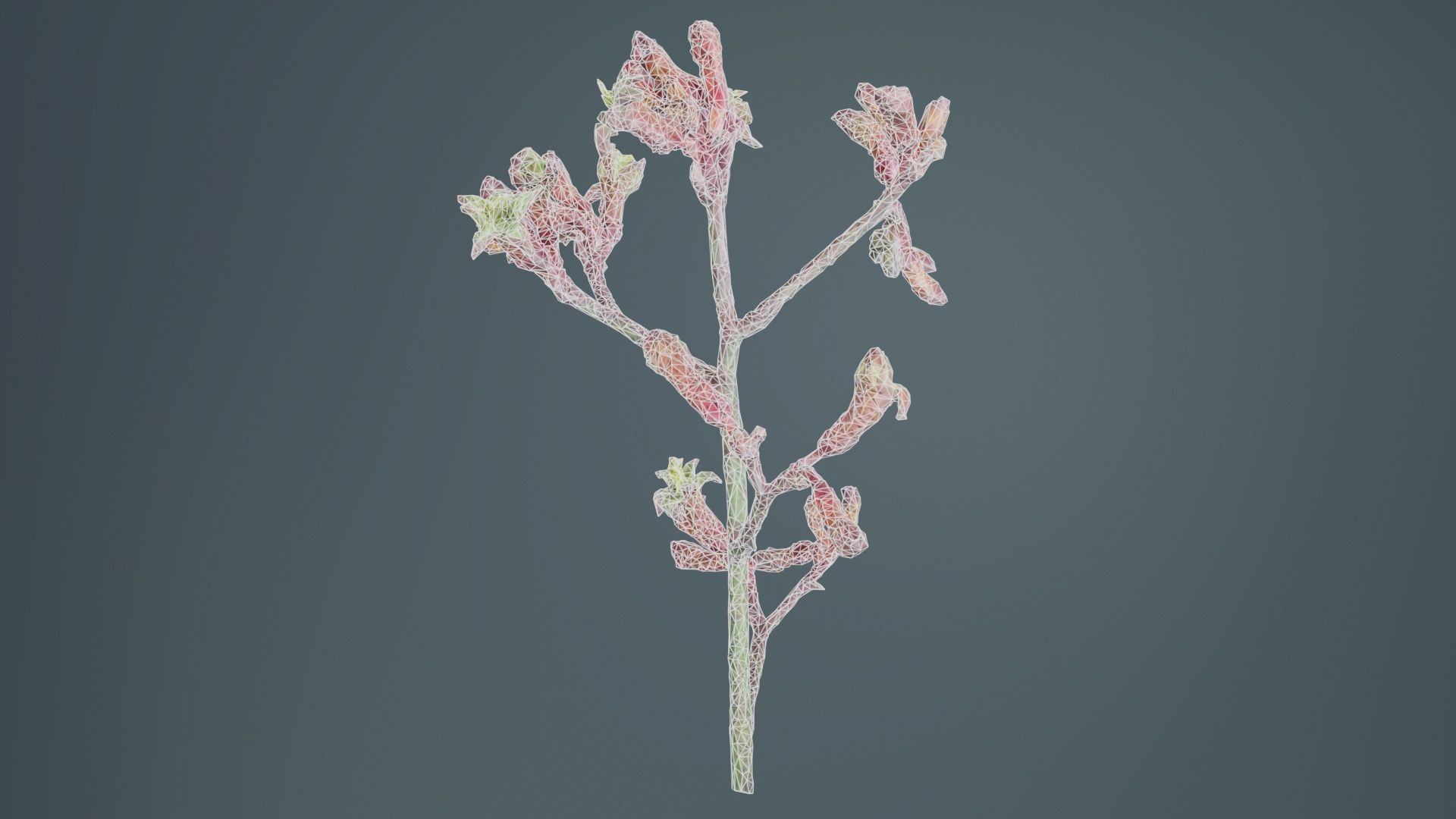 Close up Tall Kangaroo Paw Australian Sword Lily Anigozanthos... Low-poly 3D model_9