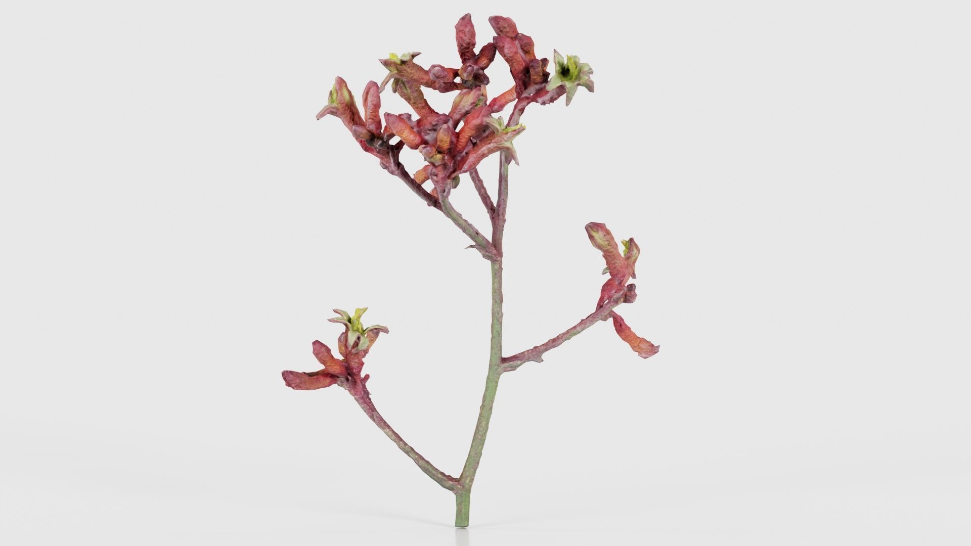 Close up Tall Kangaroo Paw Australian Sword Lily Anigozanthos... Low-poly 3D model_18