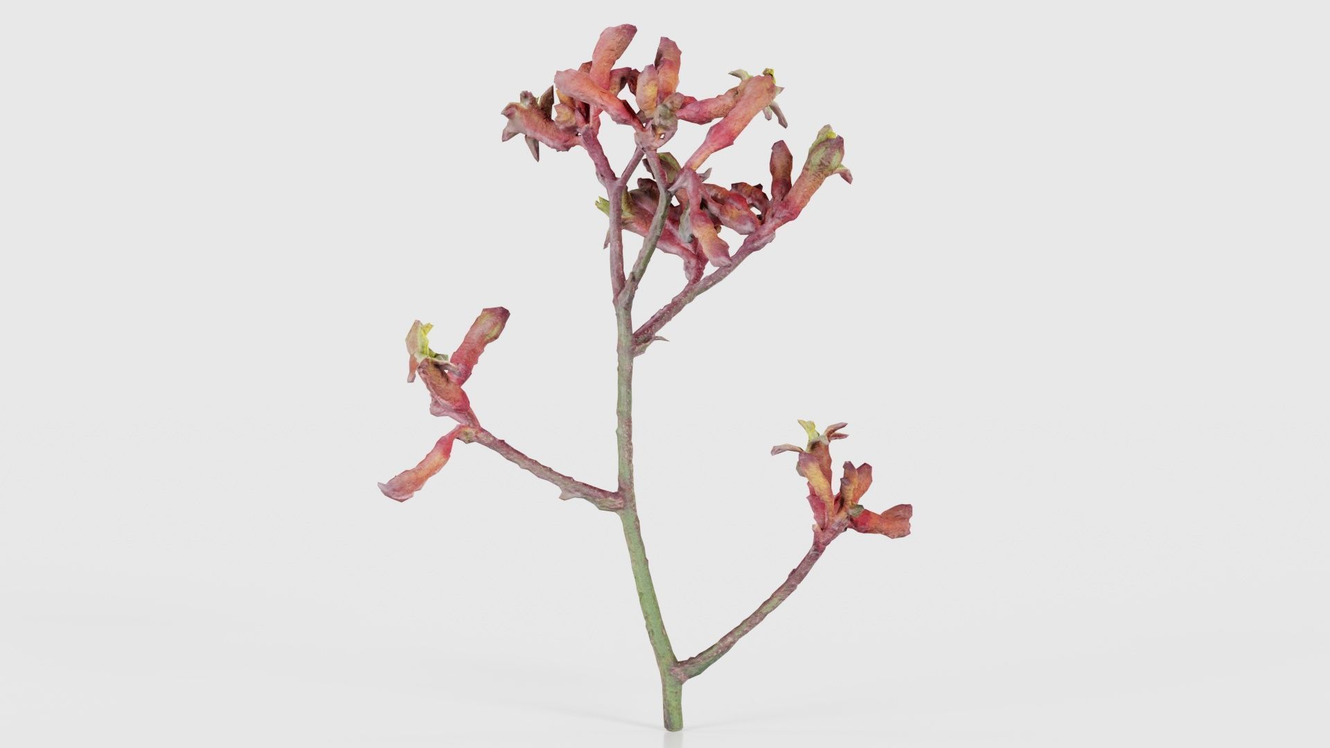 Close up Tall Kangaroo Paw Australian Sword Lily Anigozanthos... Low-poly 3D model_24