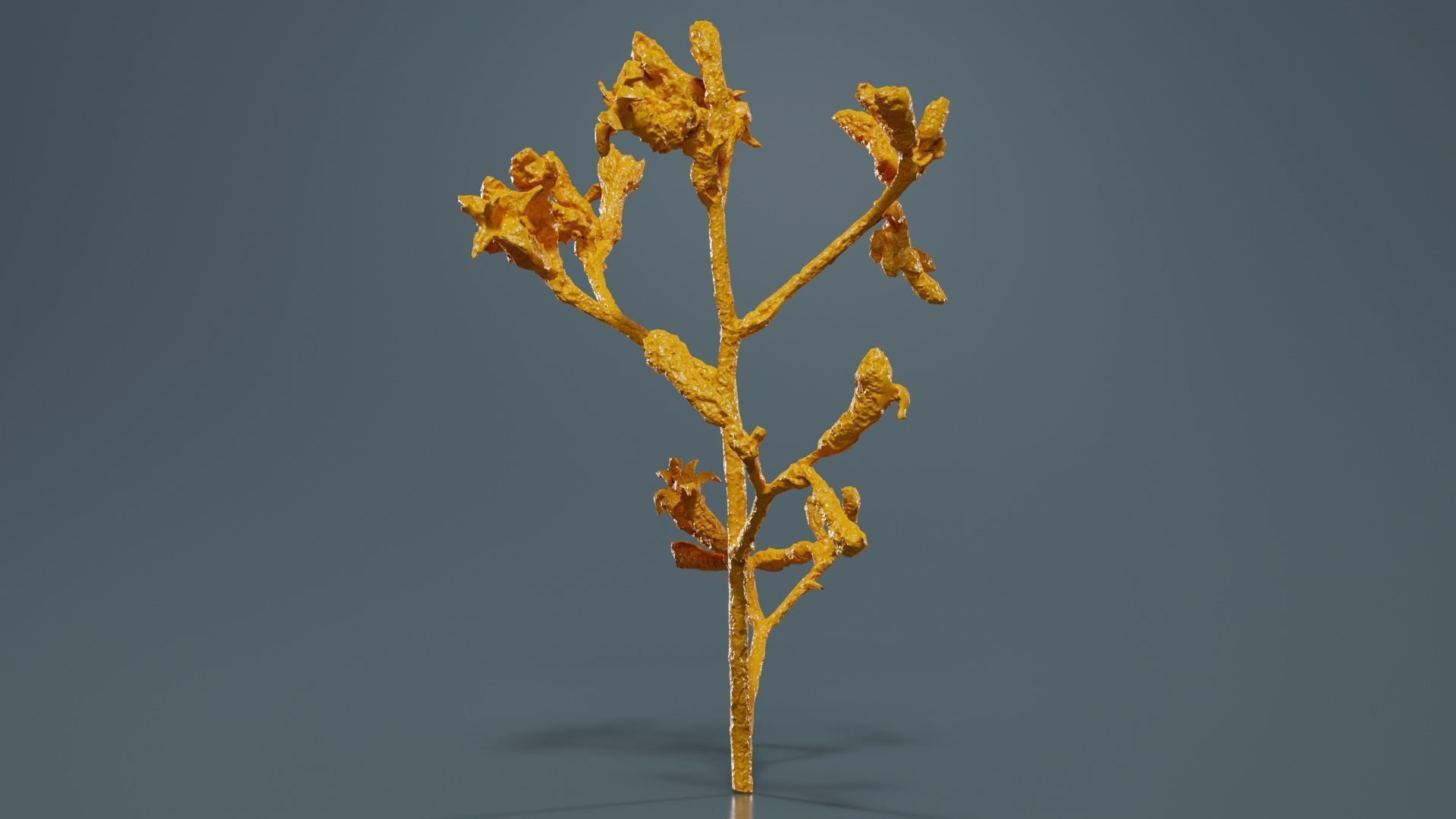 Close up Tall Kangaroo Paw Australian Sword Lily Anigozanthos... Low-poly 3D model_12