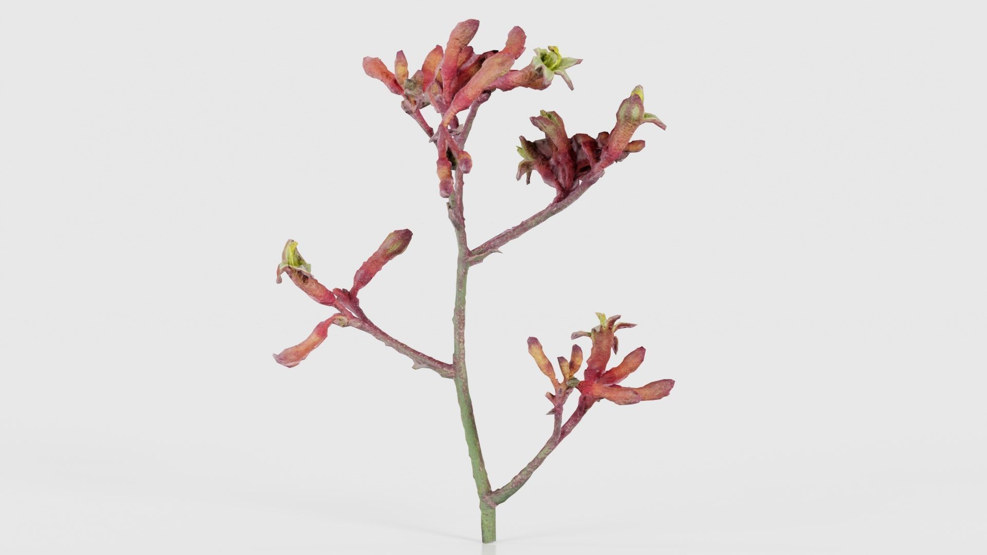 Close up Tall Kangaroo Paw Australian Sword Lily Anigozanthos... Low-poly 3D model_23