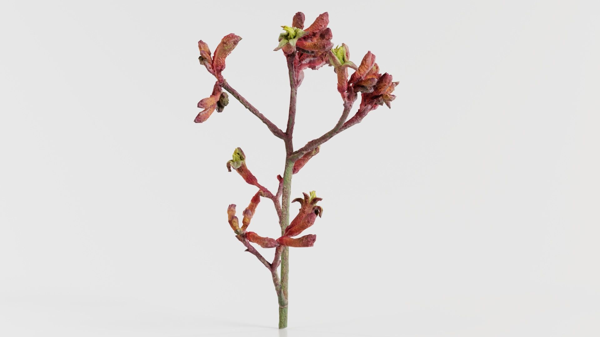 Close up Tall Kangaroo Paw Australian Sword Lily Anigozanthos... Low-poly 3D model_4