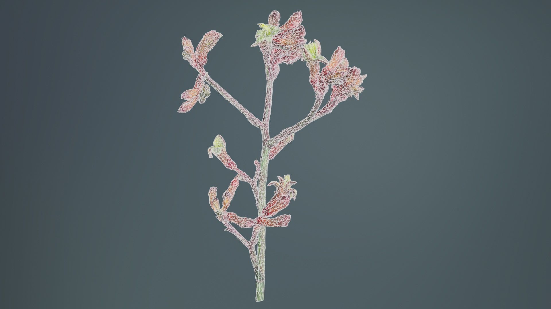 Close up Tall Kangaroo Paw Australian Sword Lily Anigozanthos... Low-poly 3D model_10