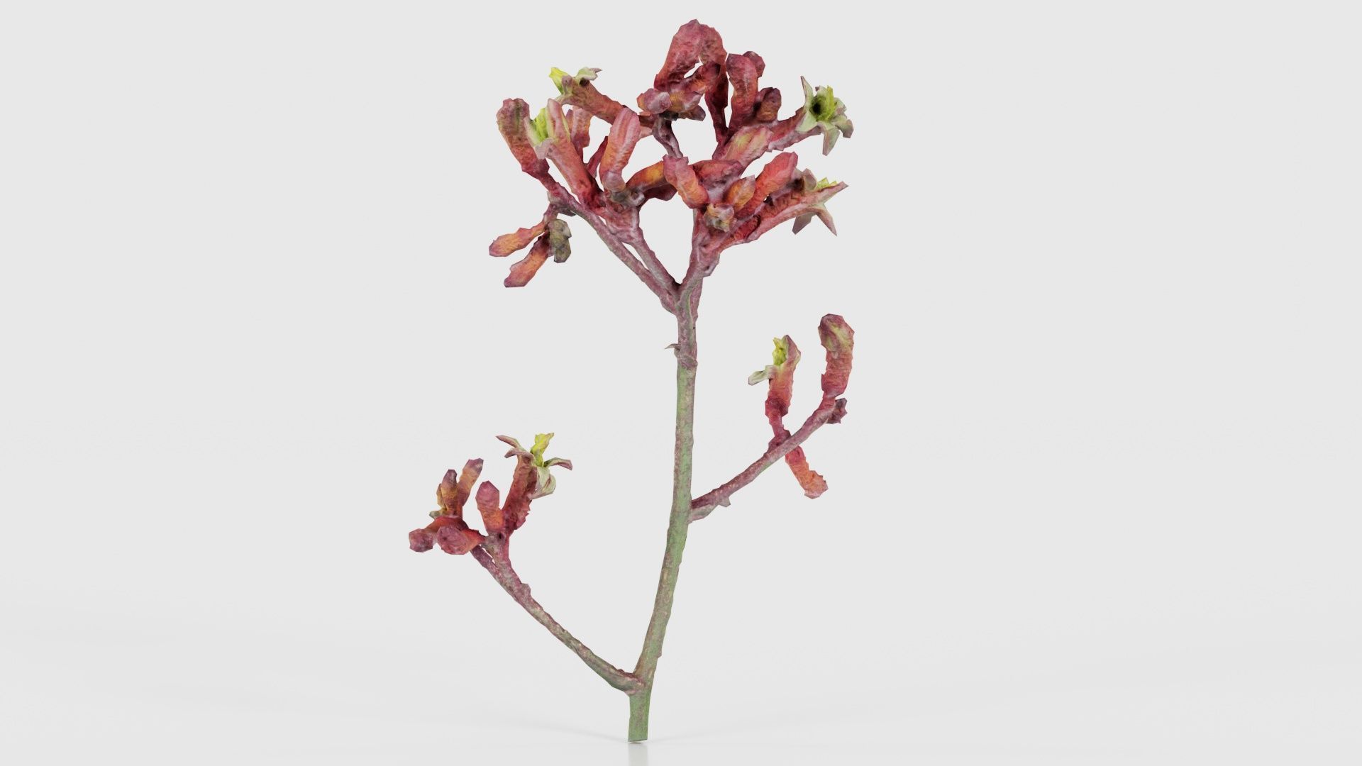 Close up Tall Kangaroo Paw Australian Sword Lily Anigozanthos... Low-poly 3D model_19