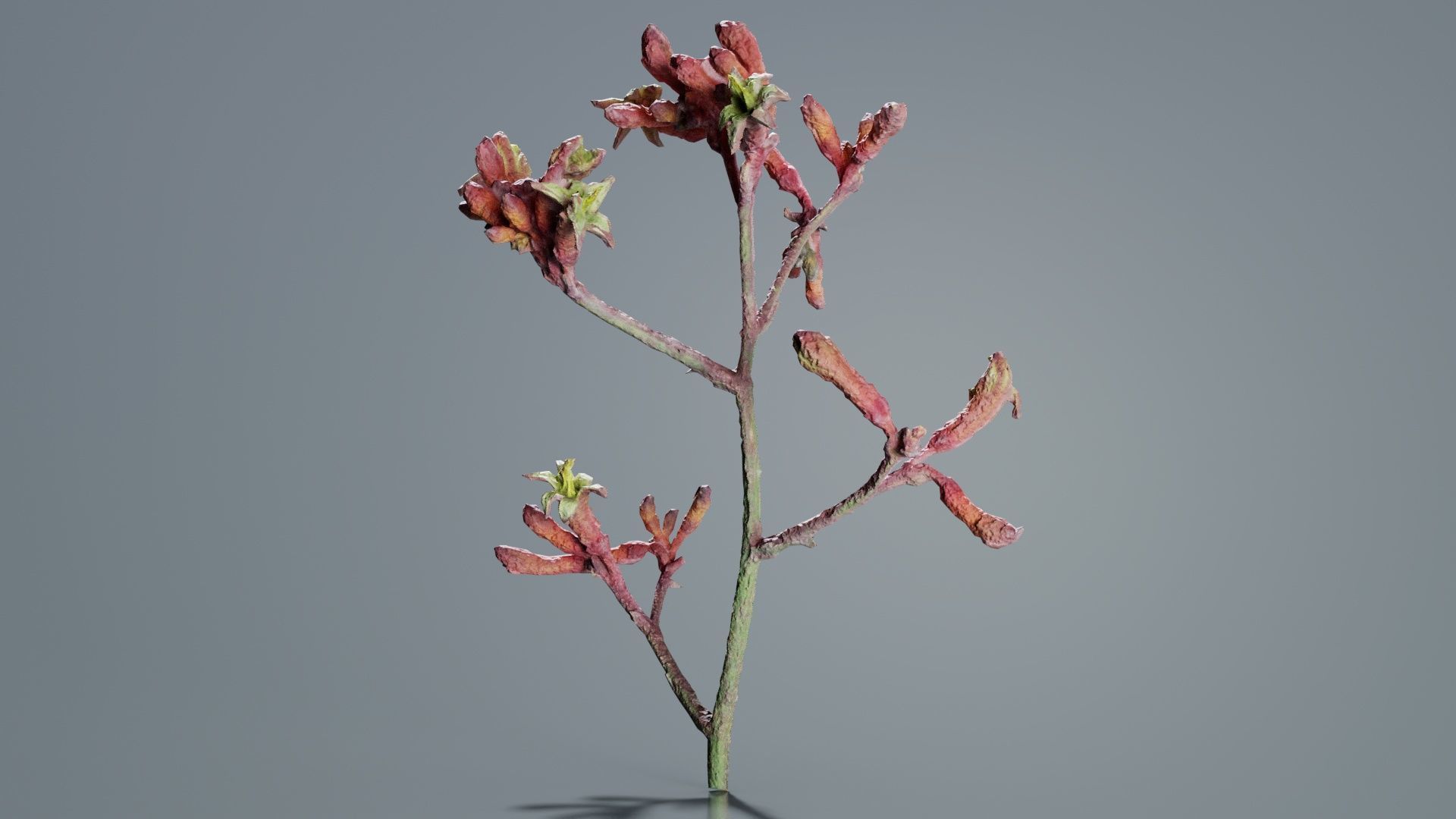 Close up Tall Kangaroo Paw Australian Sword Lily Anigozanthos... Low-poly 3D model_1