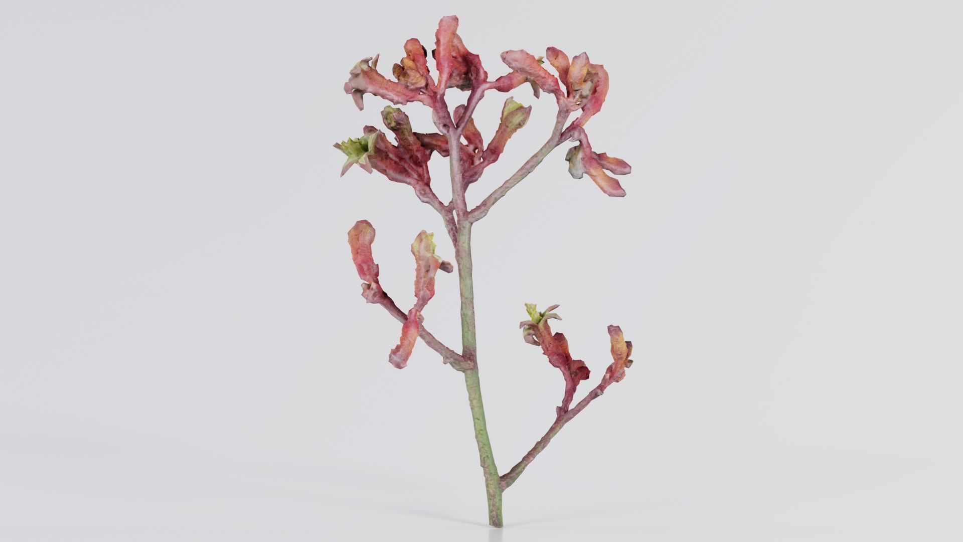 Close up Tall Kangaroo Paw Australian Sword Lily Anigozanthos... Low-poly 3D model_6