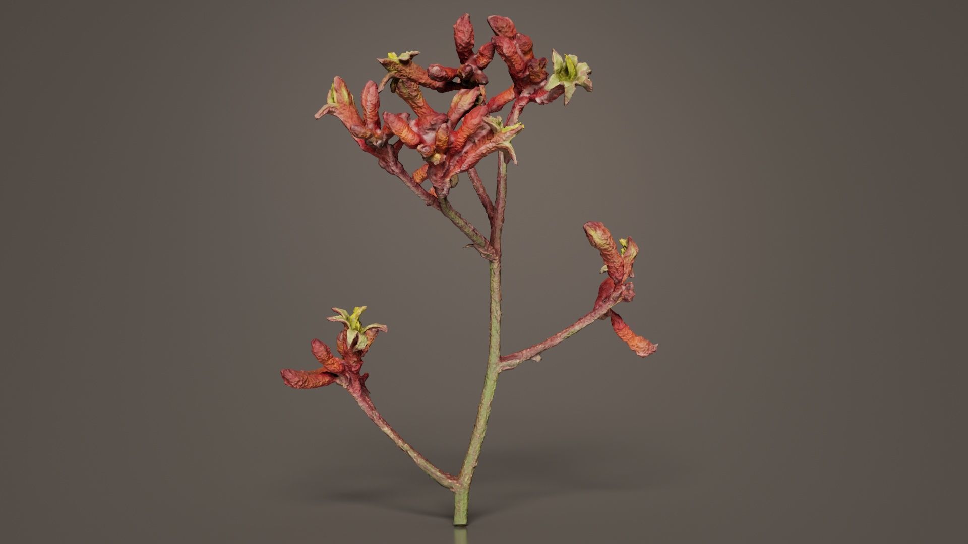 Close up Tall Kangaroo Paw Australian Sword Lily Anigozanthos... Low-poly 3D model_2