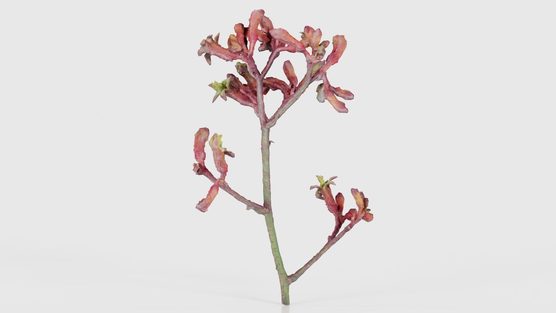 Close up Tall Kangaroo Paw Australian Sword Lily Anigozanthos... Low-poly 3D model_25