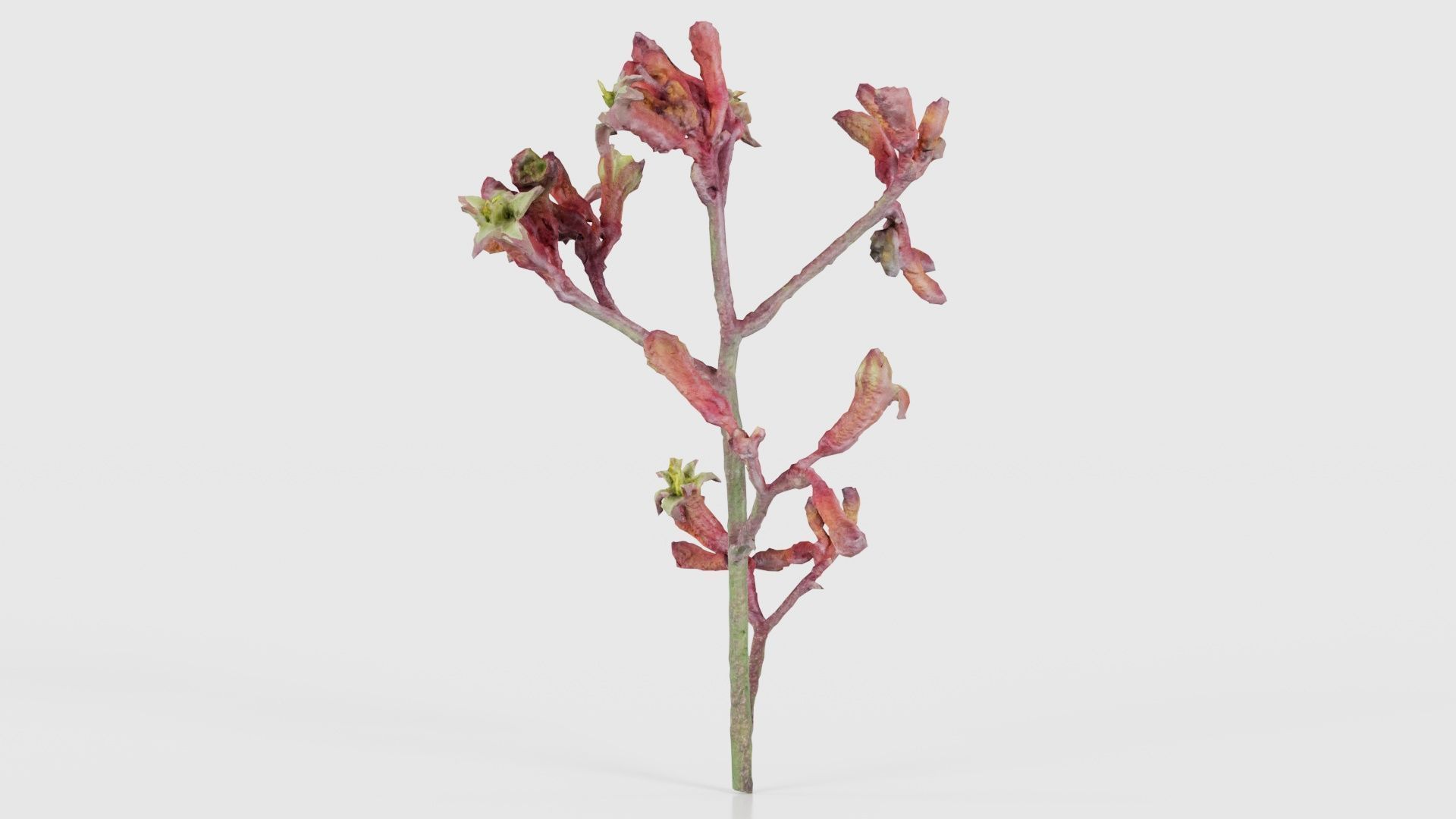 Close up Tall Kangaroo Paw Australian Sword Lily Anigozanthos... Low-poly 3D model_15