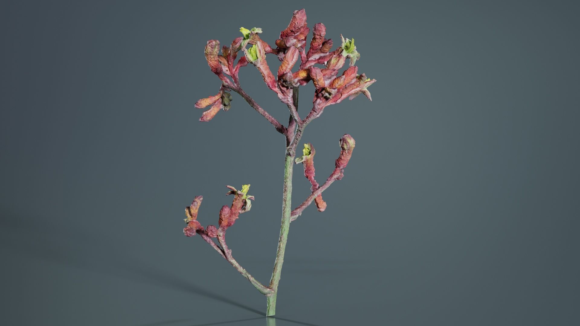 Close up Tall Kangaroo Paw Australian Sword Lily Anigozanthos... Low-poly 3D model_5