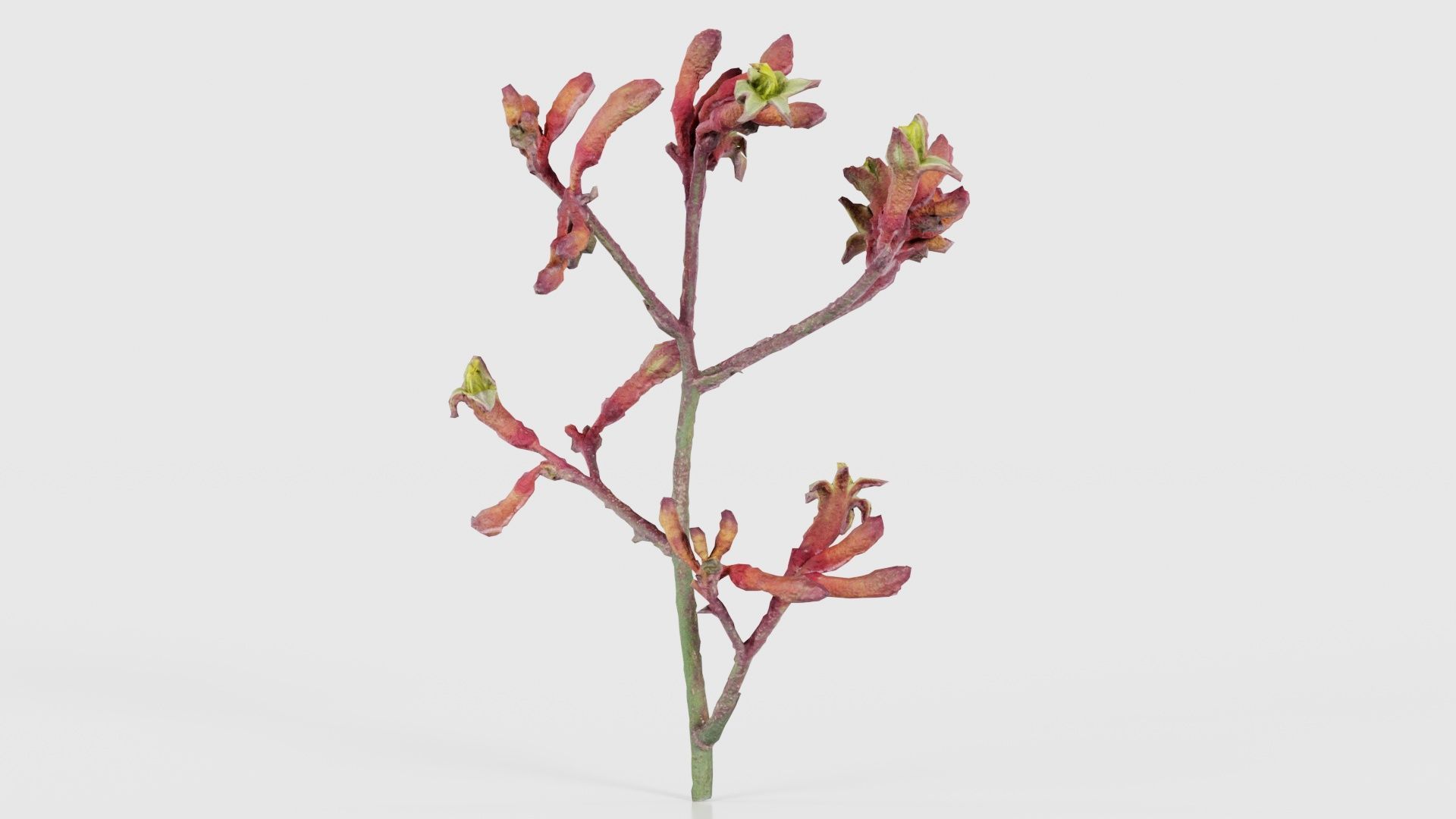 Close up Tall Kangaroo Paw Australian Sword Lily Anigozanthos... Low-poly 3D model_22