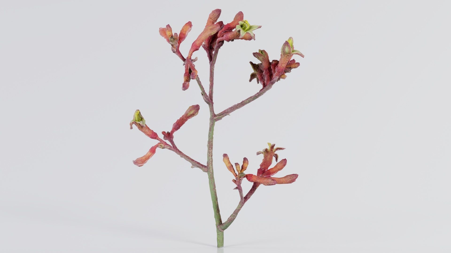Close up Tall Kangaroo Paw Australian Sword Lily Anigozanthos... Low-poly 3D model_7