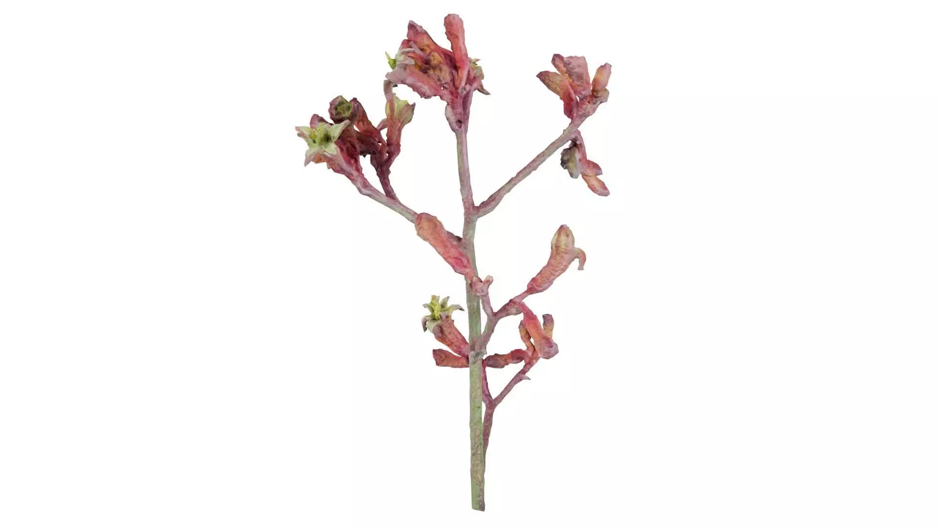 Close up Tall Kangaroo Paw Australian Sword Lily Anigozanthos... Low-poly 3D model_0