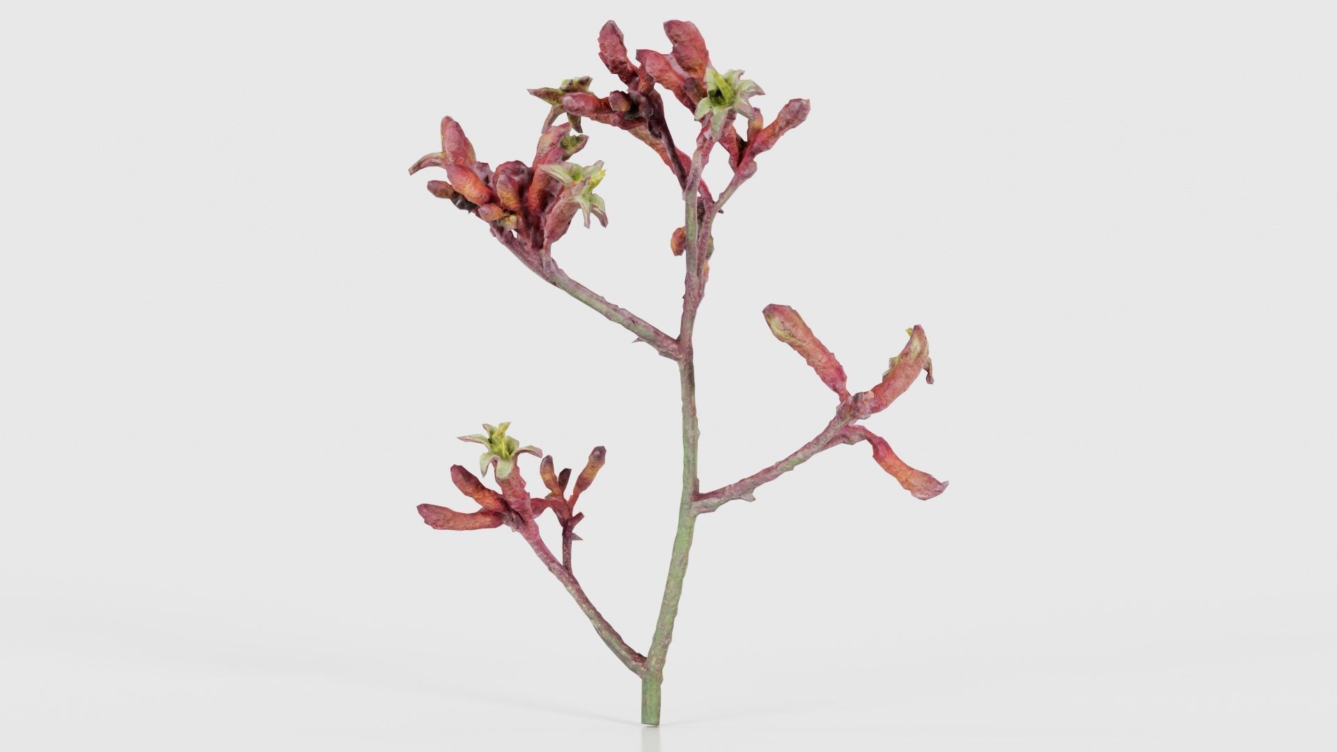 Close up Tall Kangaroo Paw Australian Sword Lily Anigozanthos... Low-poly 3D model_17