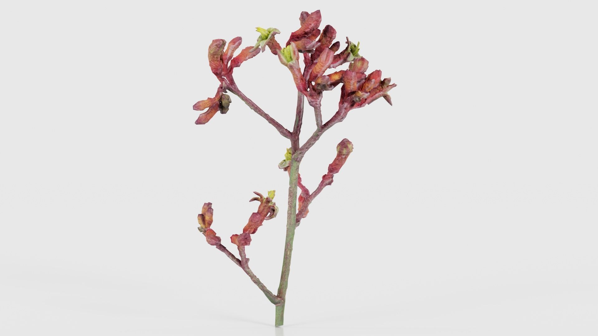 Close up Tall Kangaroo Paw Australian Sword Lily Anigozanthos... Low-poly 3D model_20