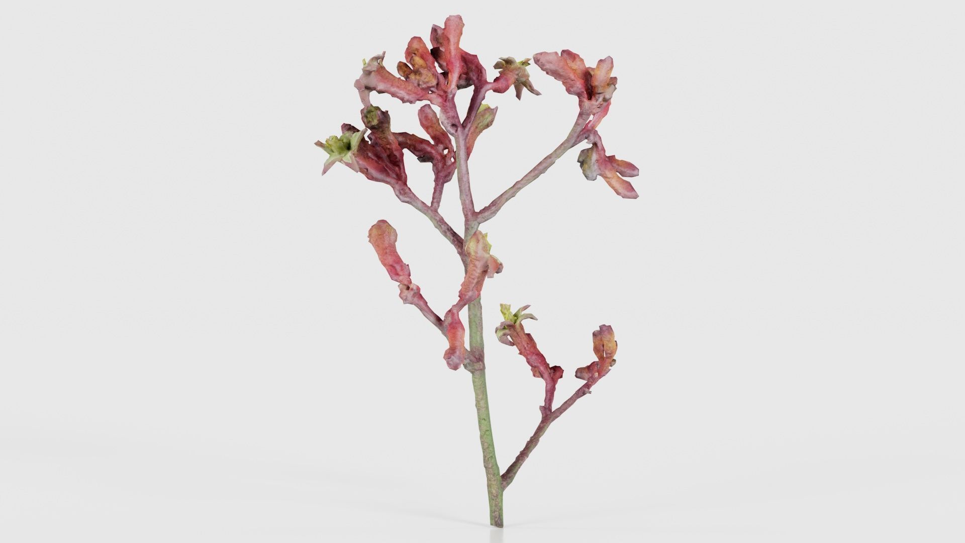 Close up Tall Kangaroo Paw Australian Sword Lily Anigozanthos... Low-poly 3D model_26