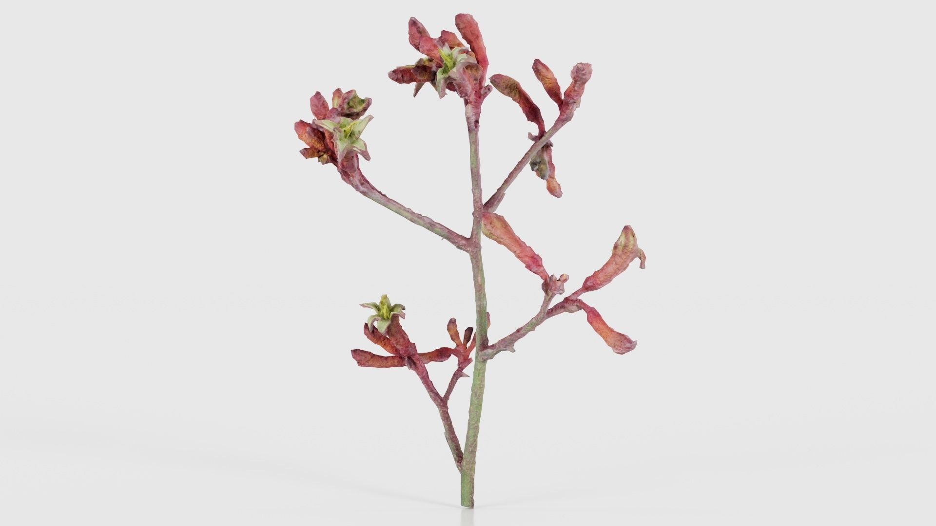 Close up Tall Kangaroo Paw Australian Sword Lily Anigozanthos... Low-poly 3D model_16