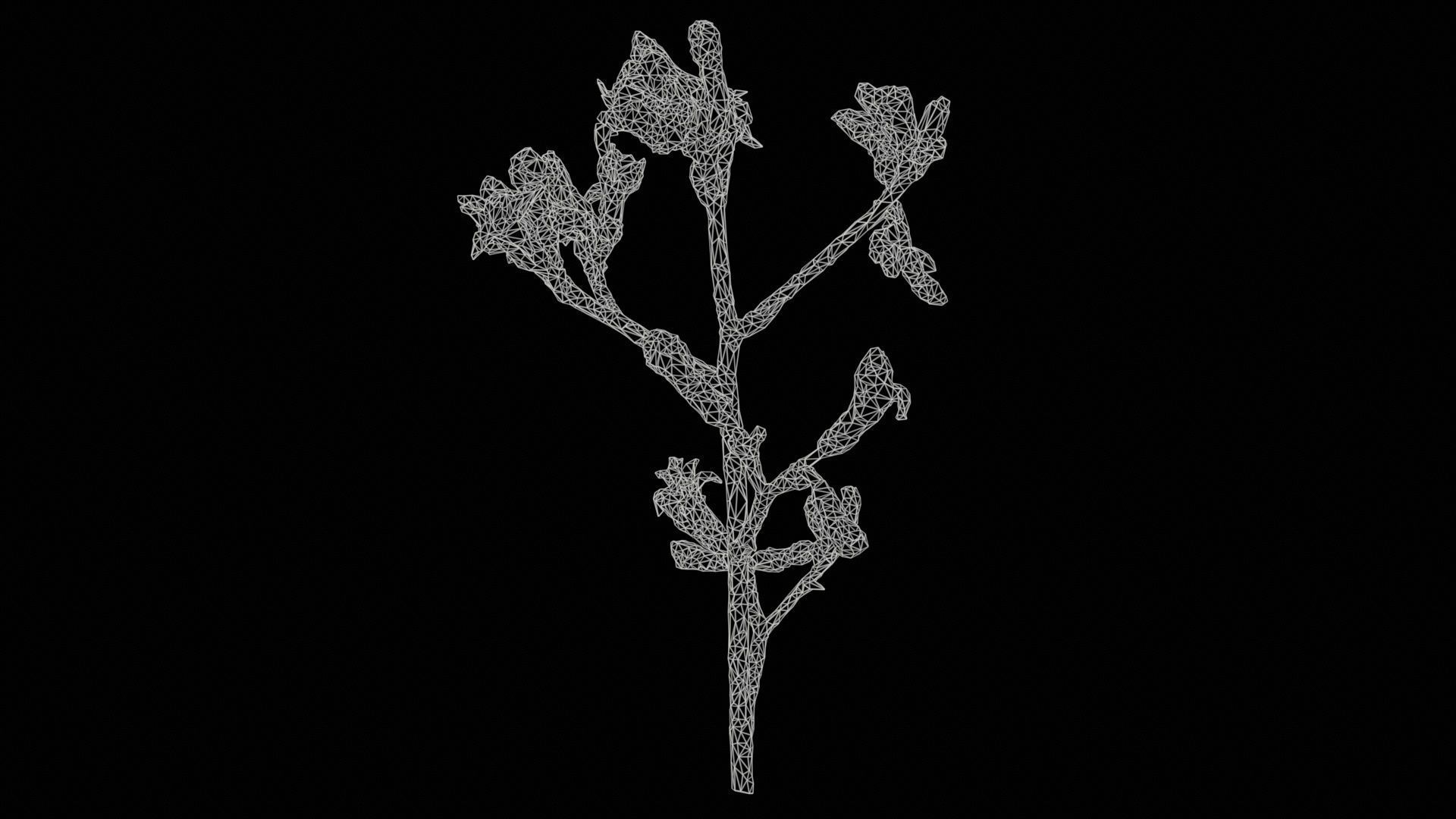 Close up Tall Kangaroo Paw Australian Sword Lily Anigozanthos... Low-poly 3D model_11