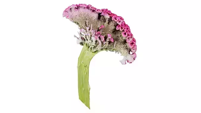 Cockscomb Low-poly 3D model