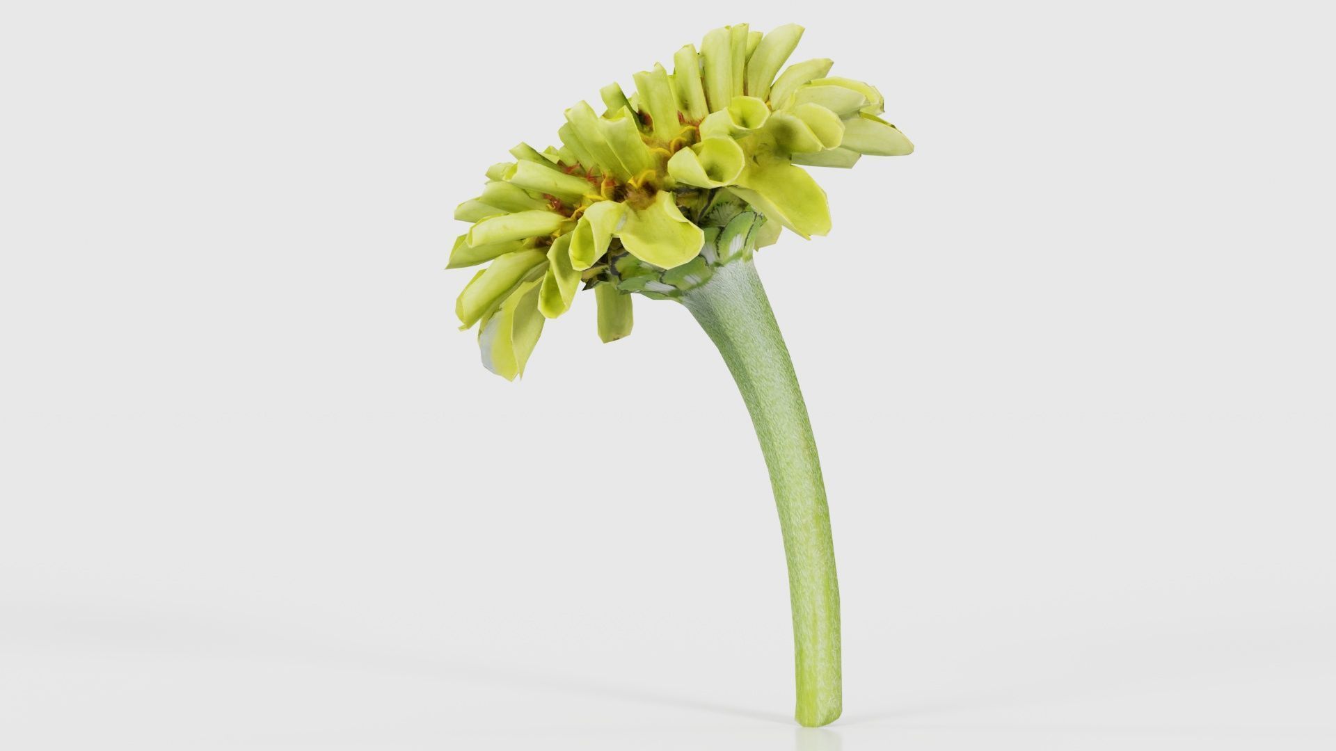 Elegant Zinnia Green Low-poly 3D model_23