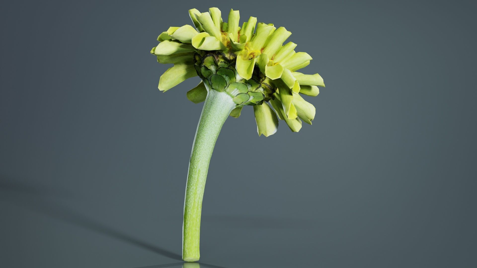 Elegant Zinnia Green Low-poly 3D model_3