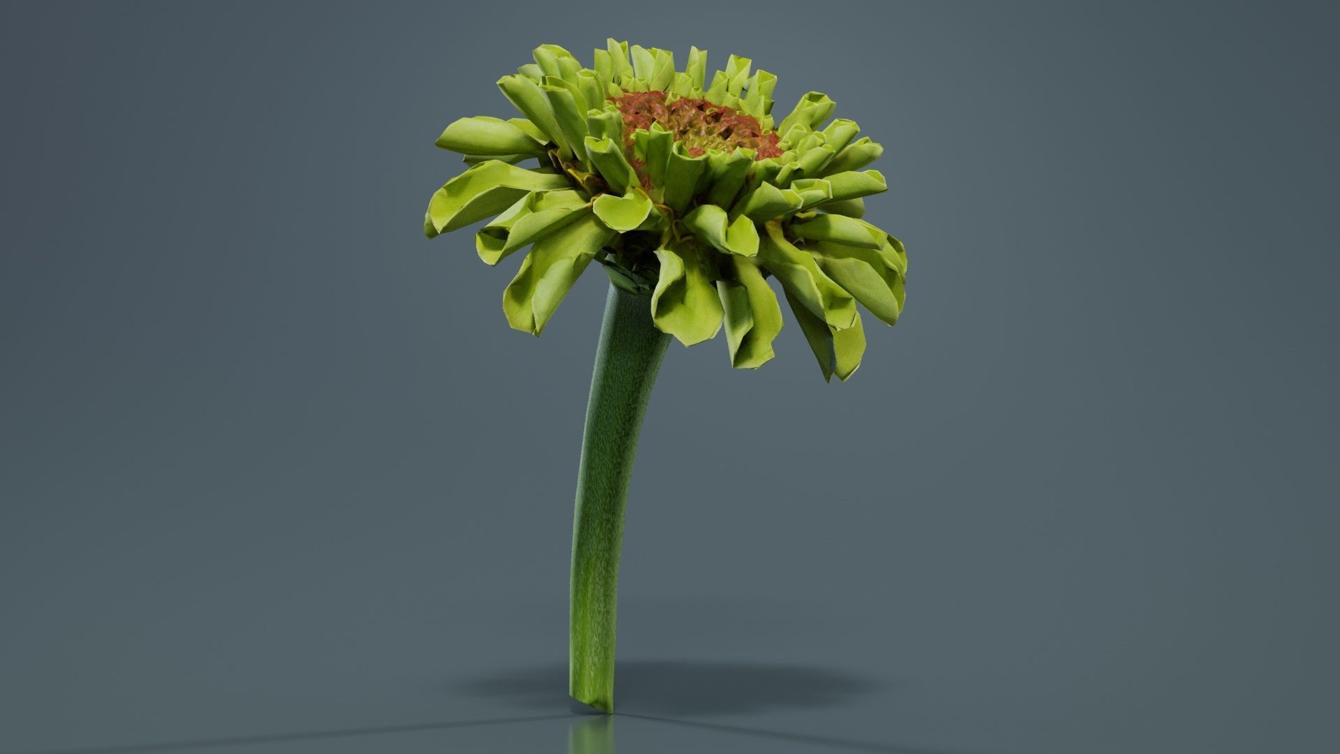 Elegant Zinnia Green Low-poly 3D model_2