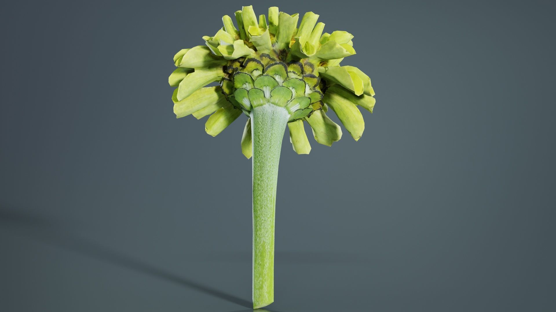 Elegant Zinnia Green Low-poly 3D model_1