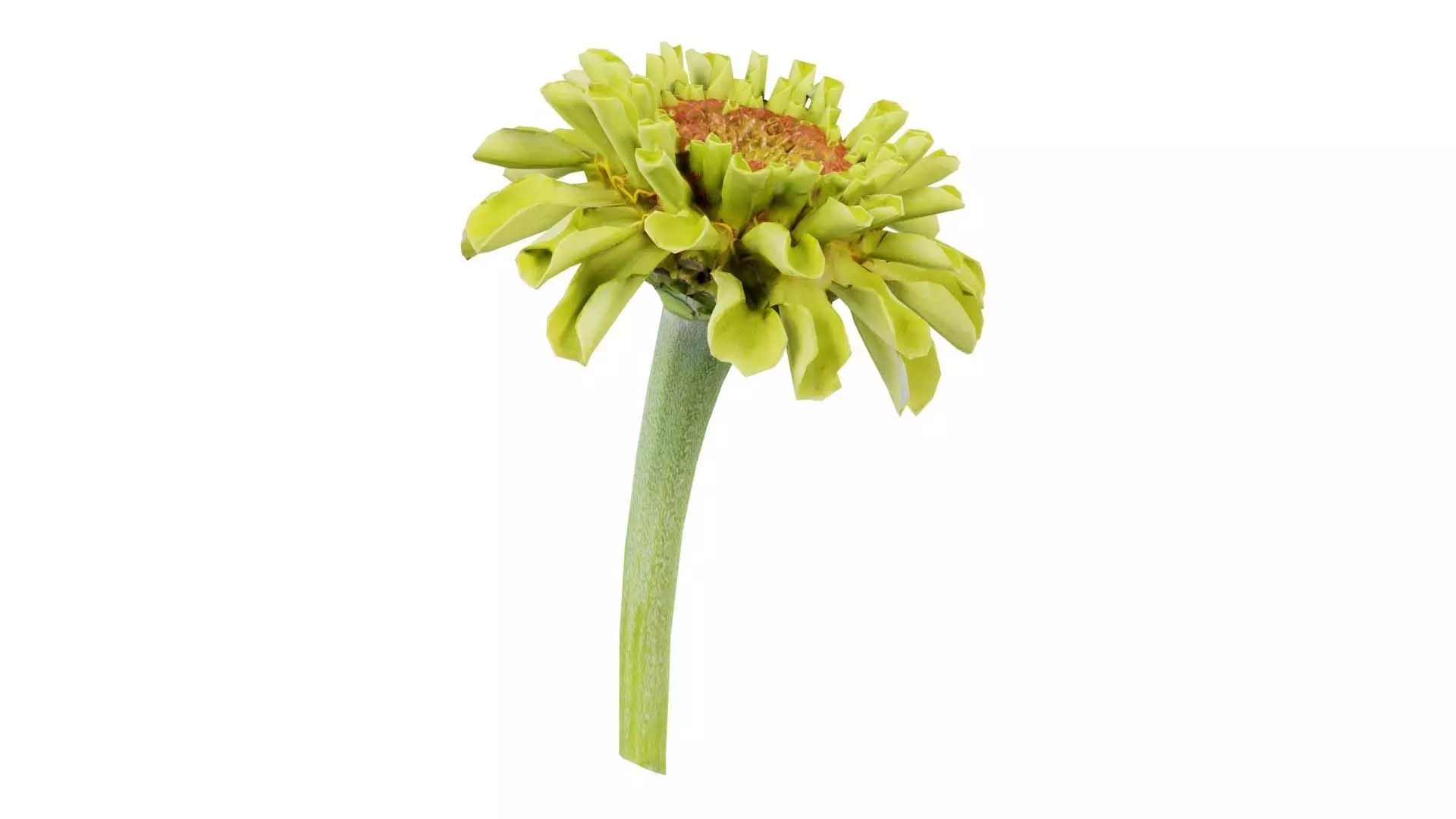 Elegant Zinnia Green Low-poly 3D model_0